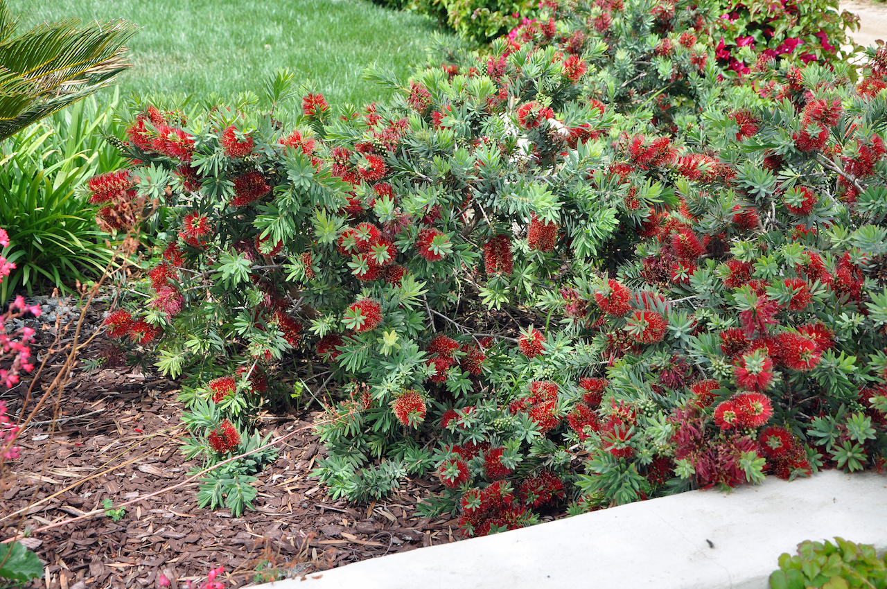 Callistemon X viminalis �Little John�