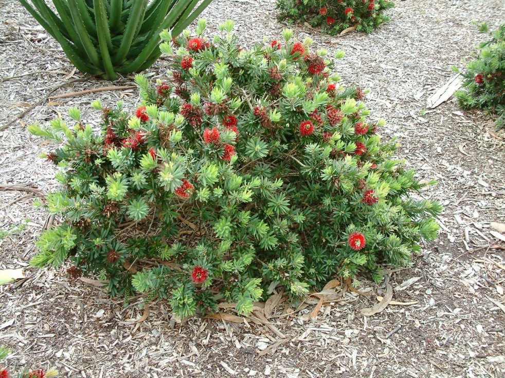 Callistemon X viminalis �Little John�