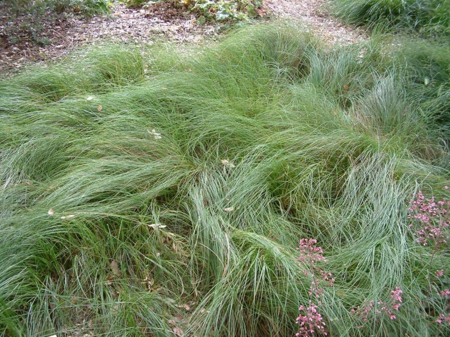 Carex praegracilis