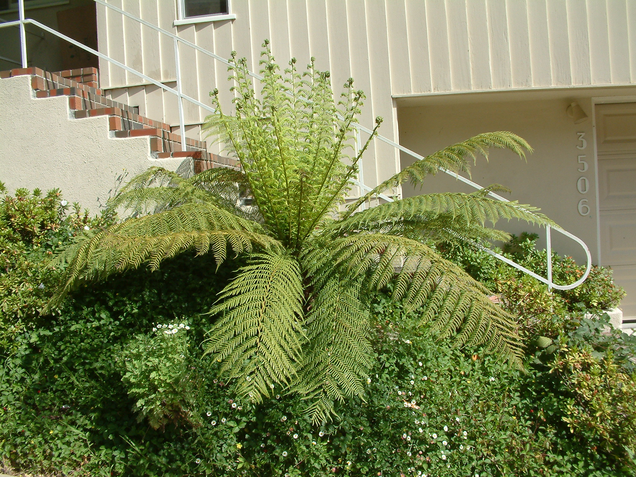 Dicksonia antarctica