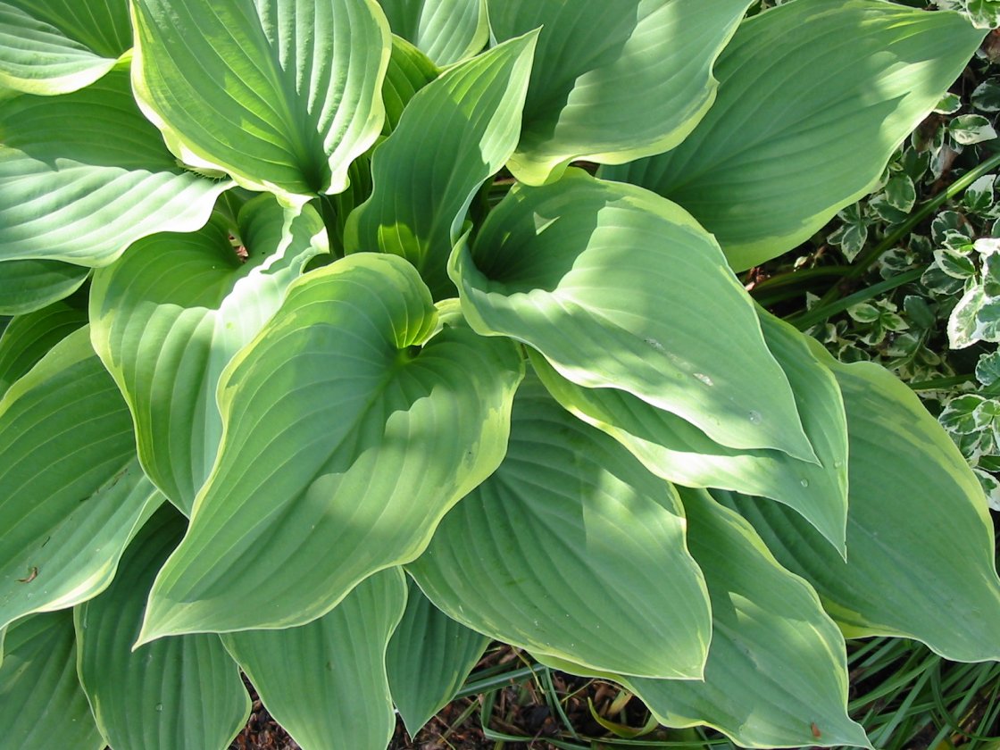 Hosta hybrids Hosta hybrids