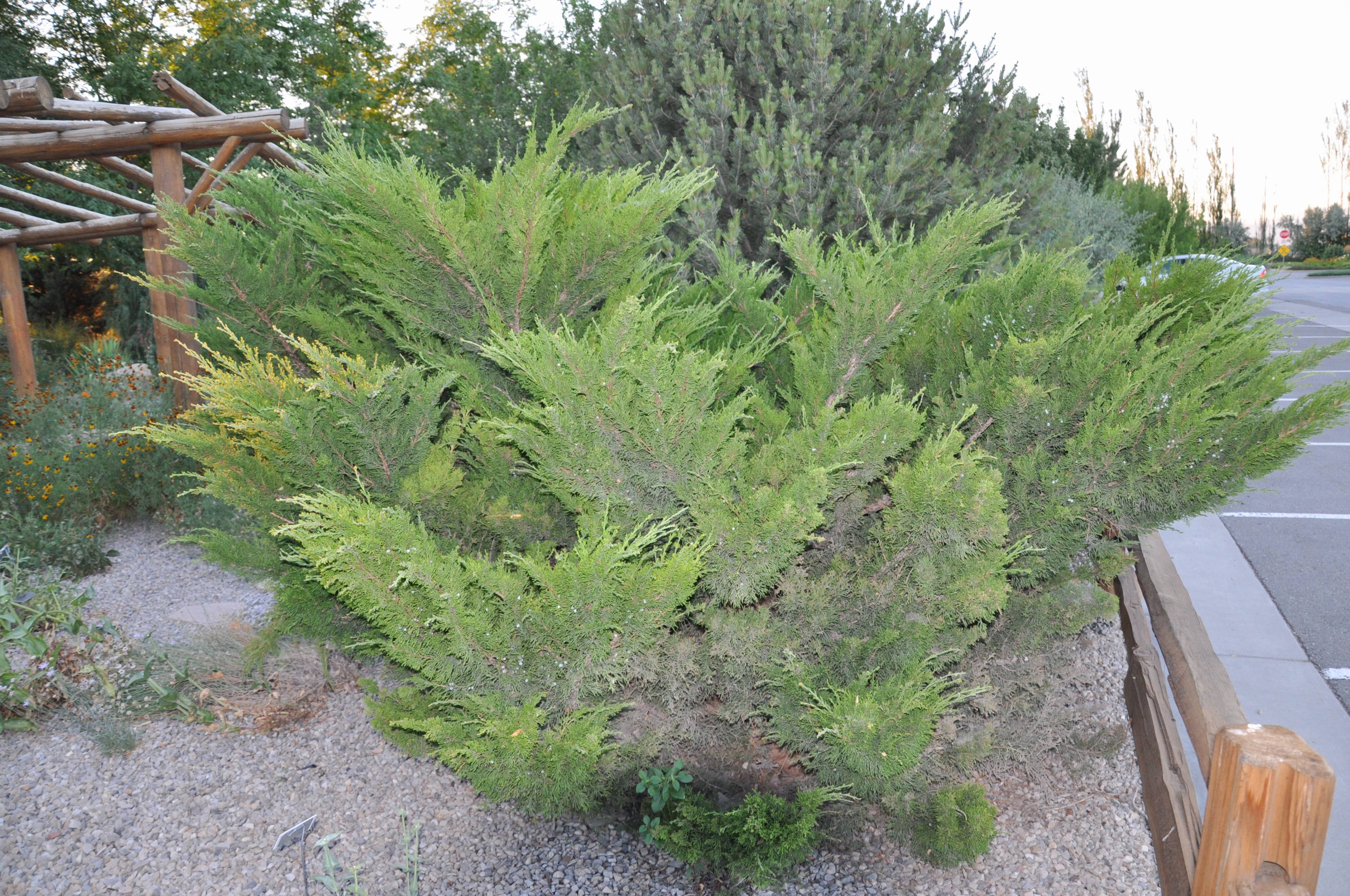 Juniperus chinensis 'Sea Green'