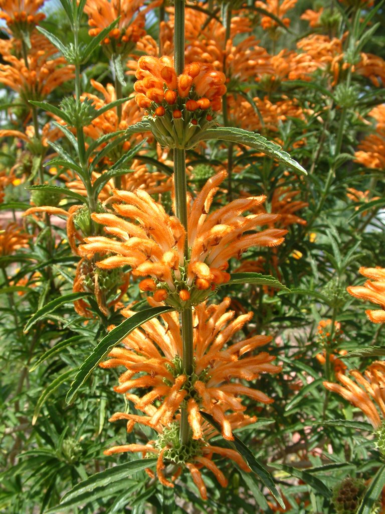 Leonotis leonurus