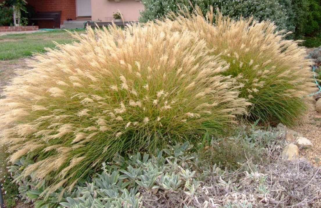 Miscanthus sinensis 'Little Kitten'