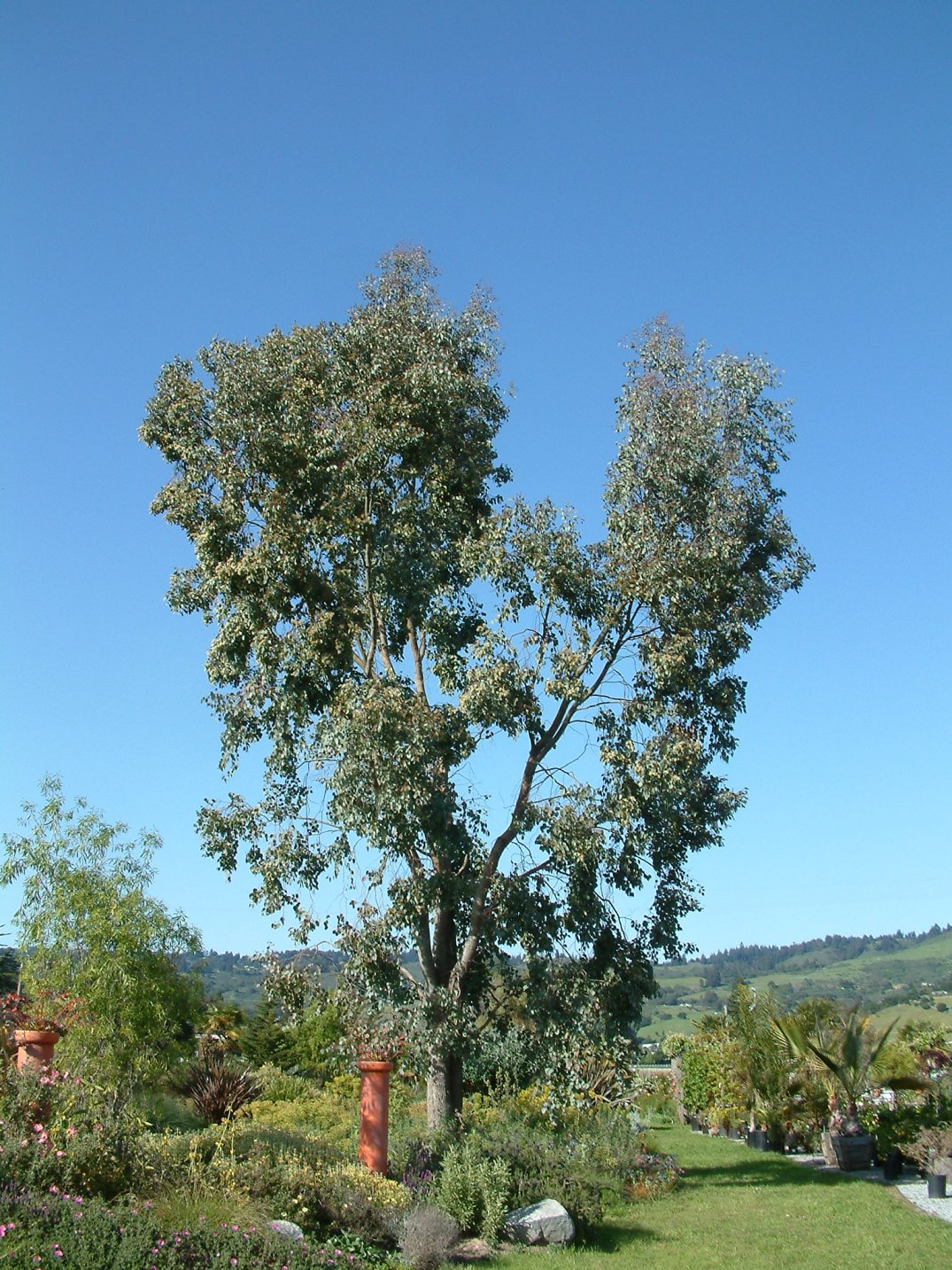 Eucalyptus polyanthemos