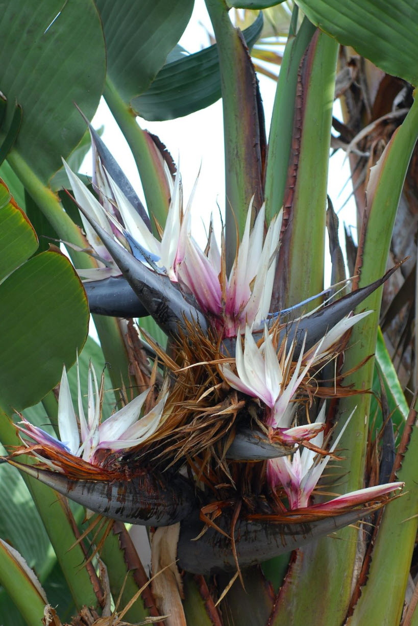 Strelitzia Nicolai Bluten 1
