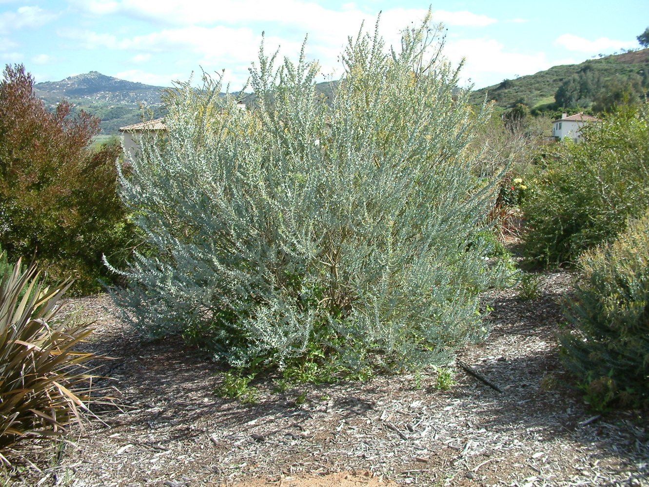Acacia cultriformis