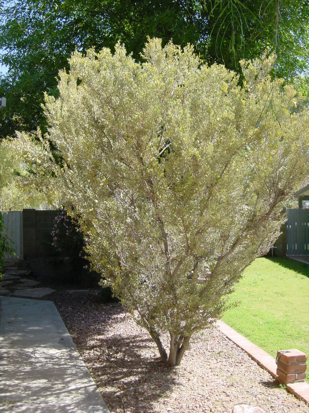 Acacia craspedocarpa