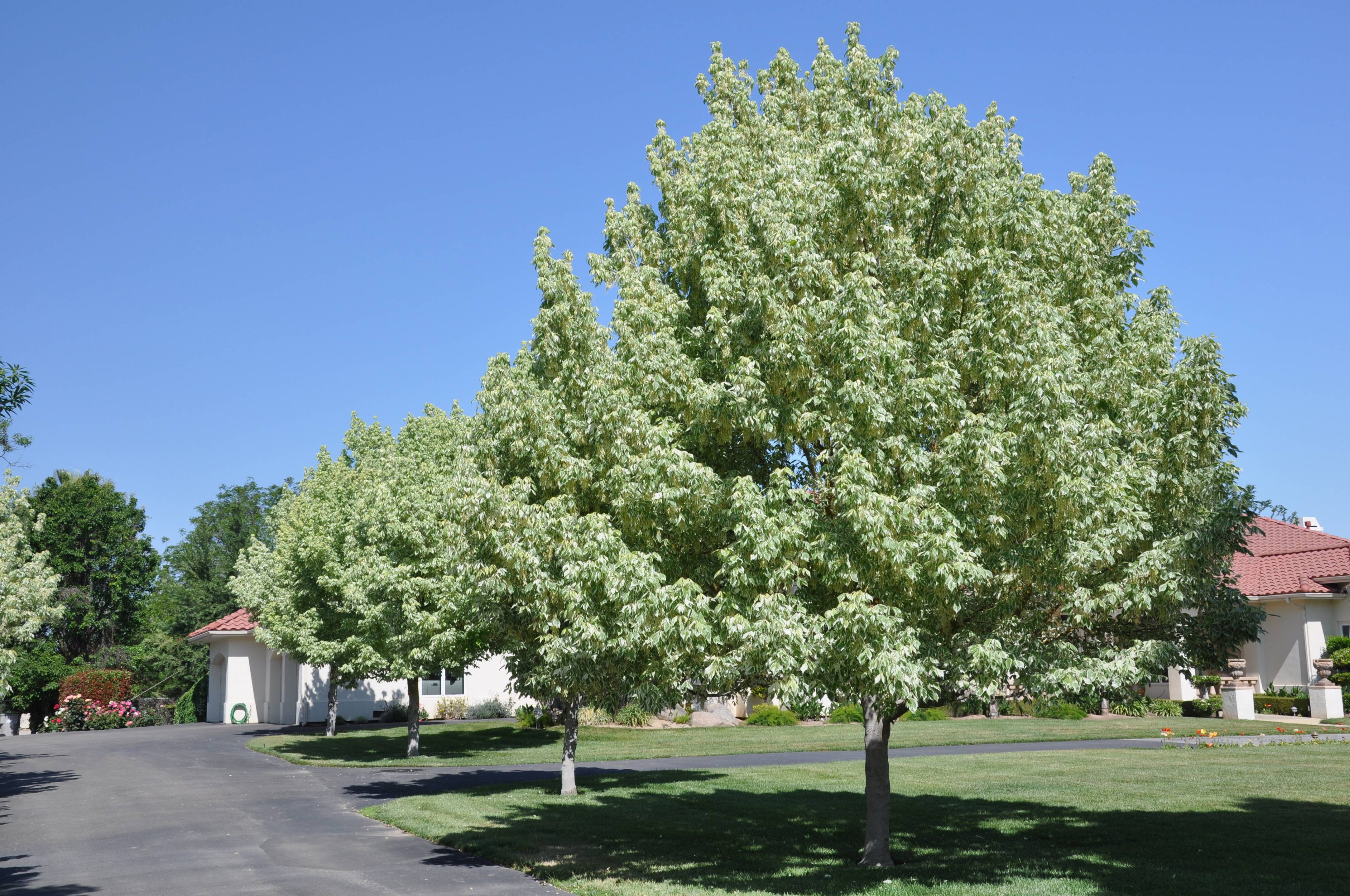 acer negundo variegatum