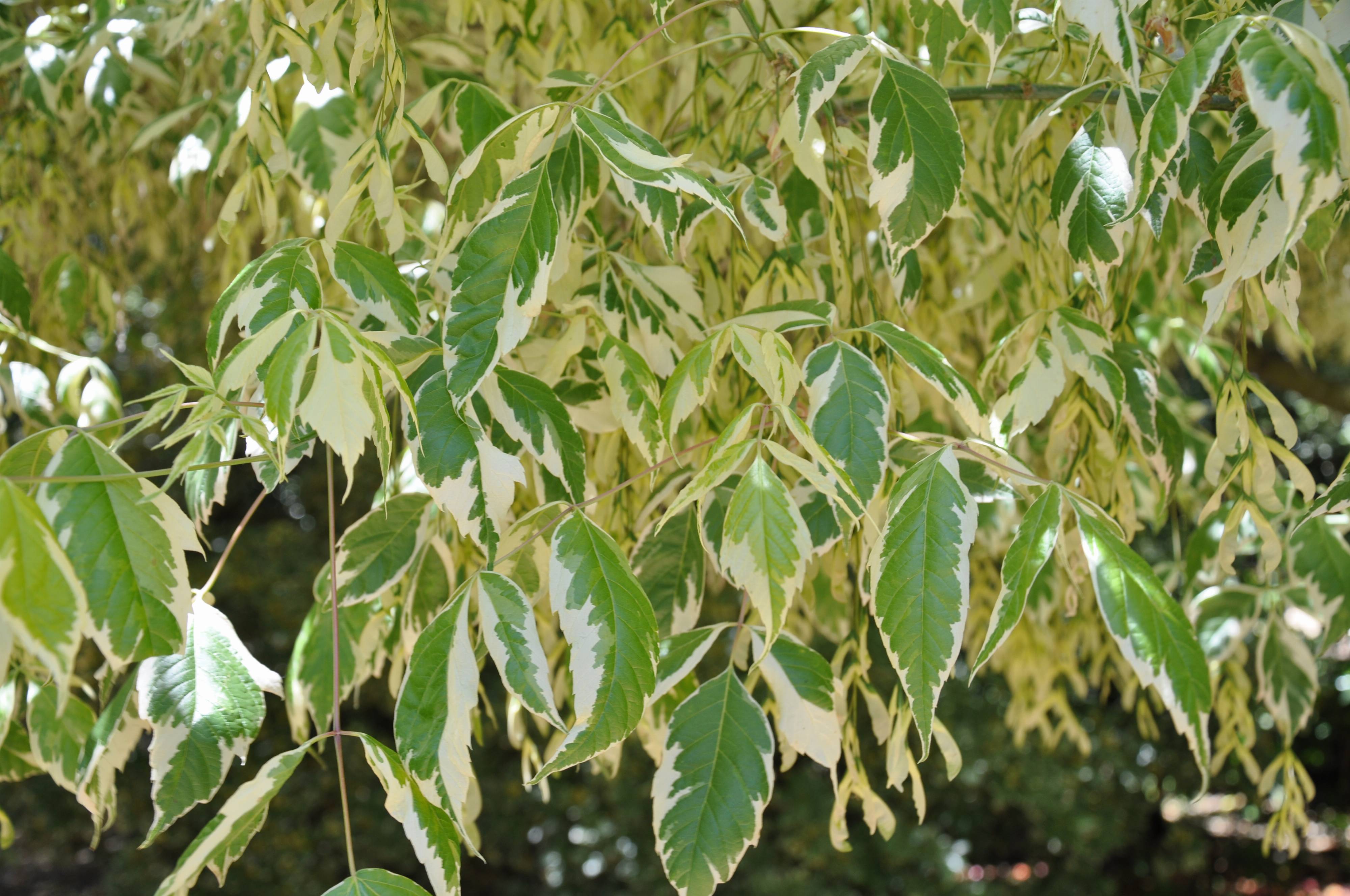 Acer negundo 'Variegatum'