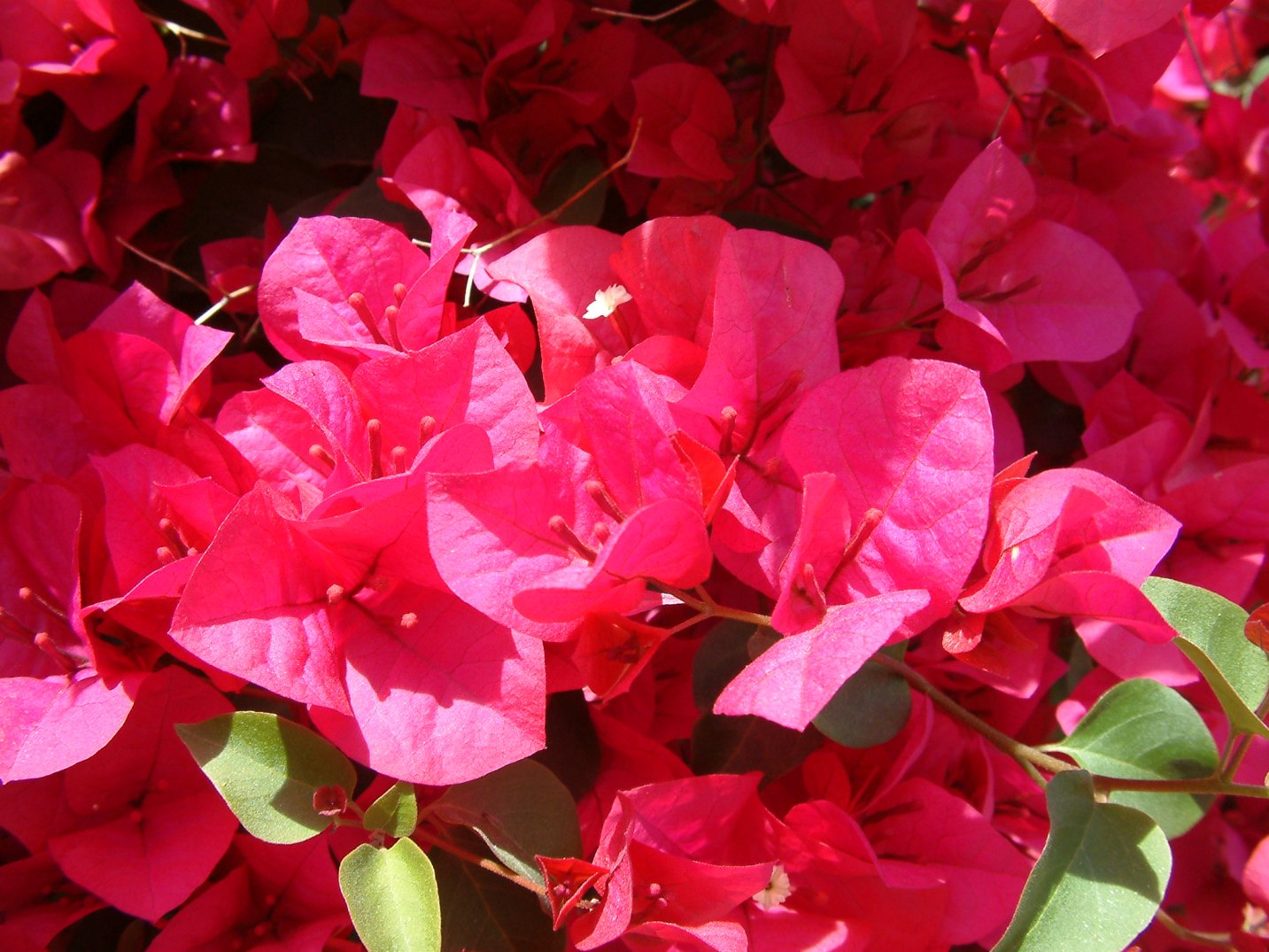 Bougainvillea 'OoLaLa'