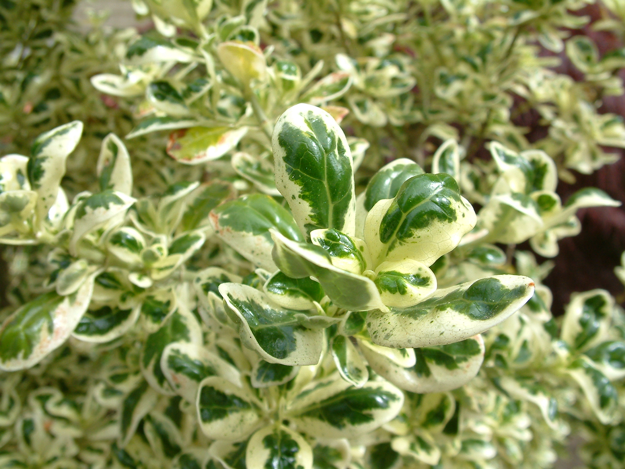 Coprosma repens 'Marble Queen'