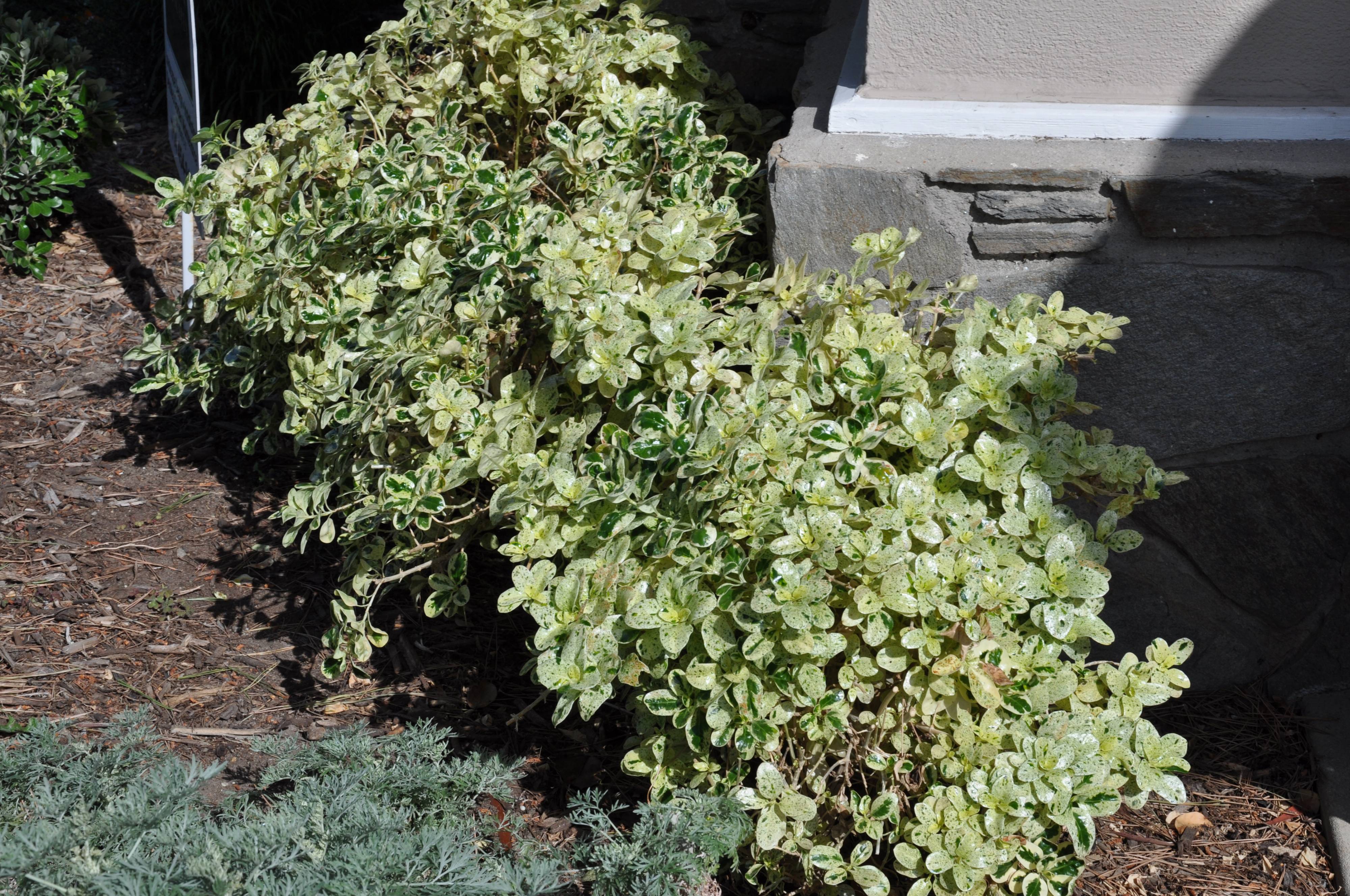 Coprosma repens 'Marble Queen'