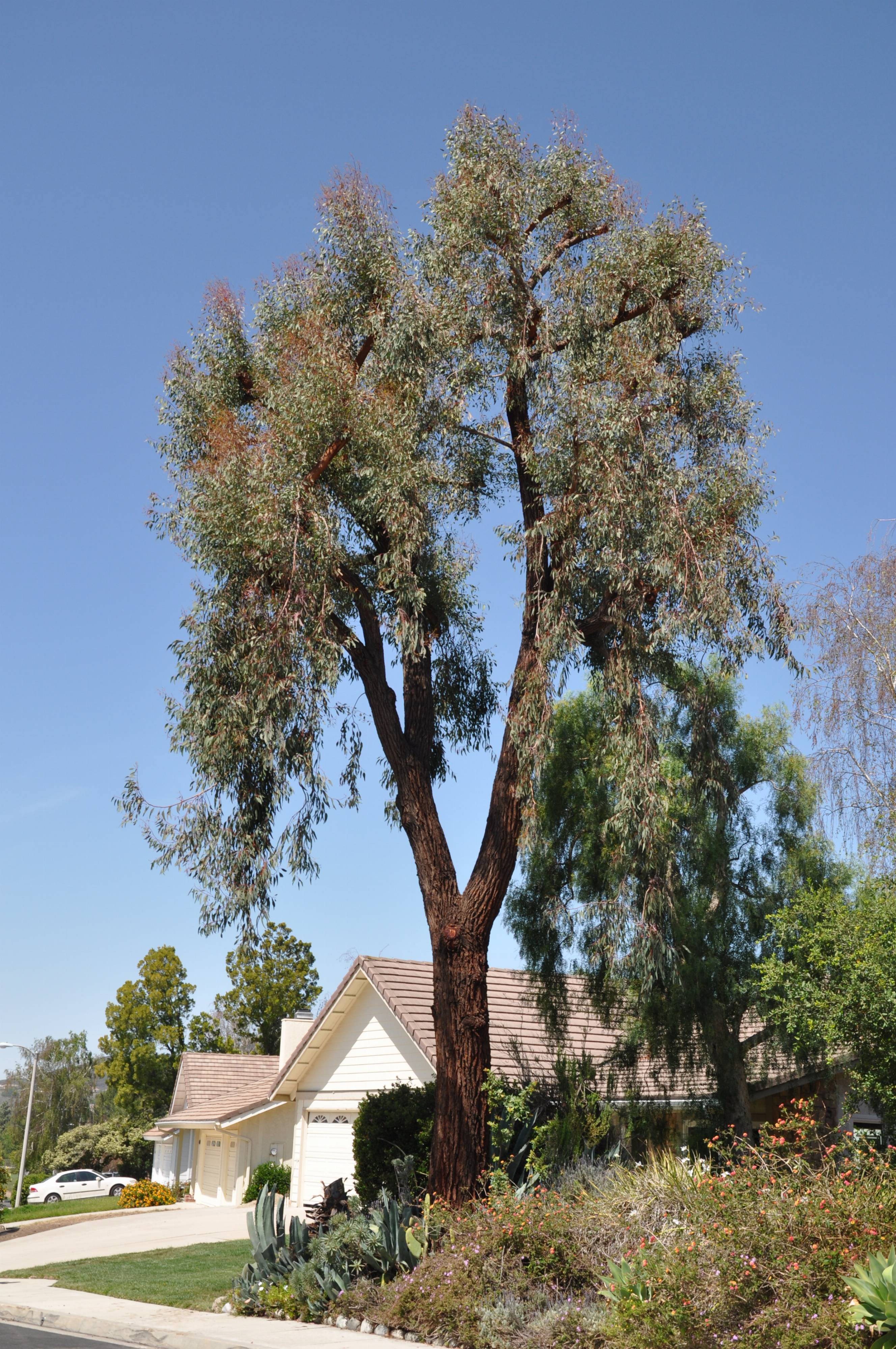 Eucalyptus sideroxylon 'Rosea'