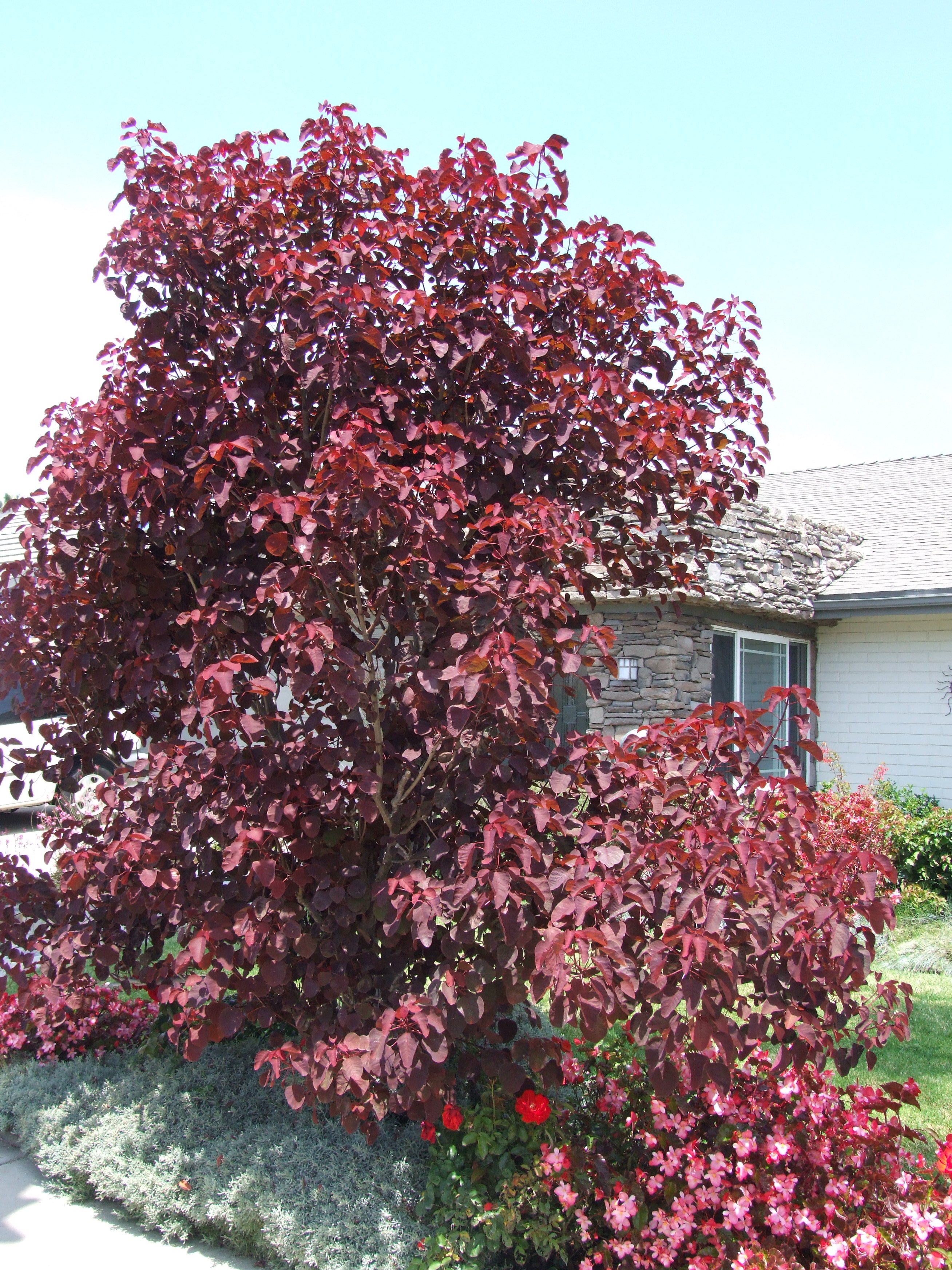 Euphorbia cotinifolia