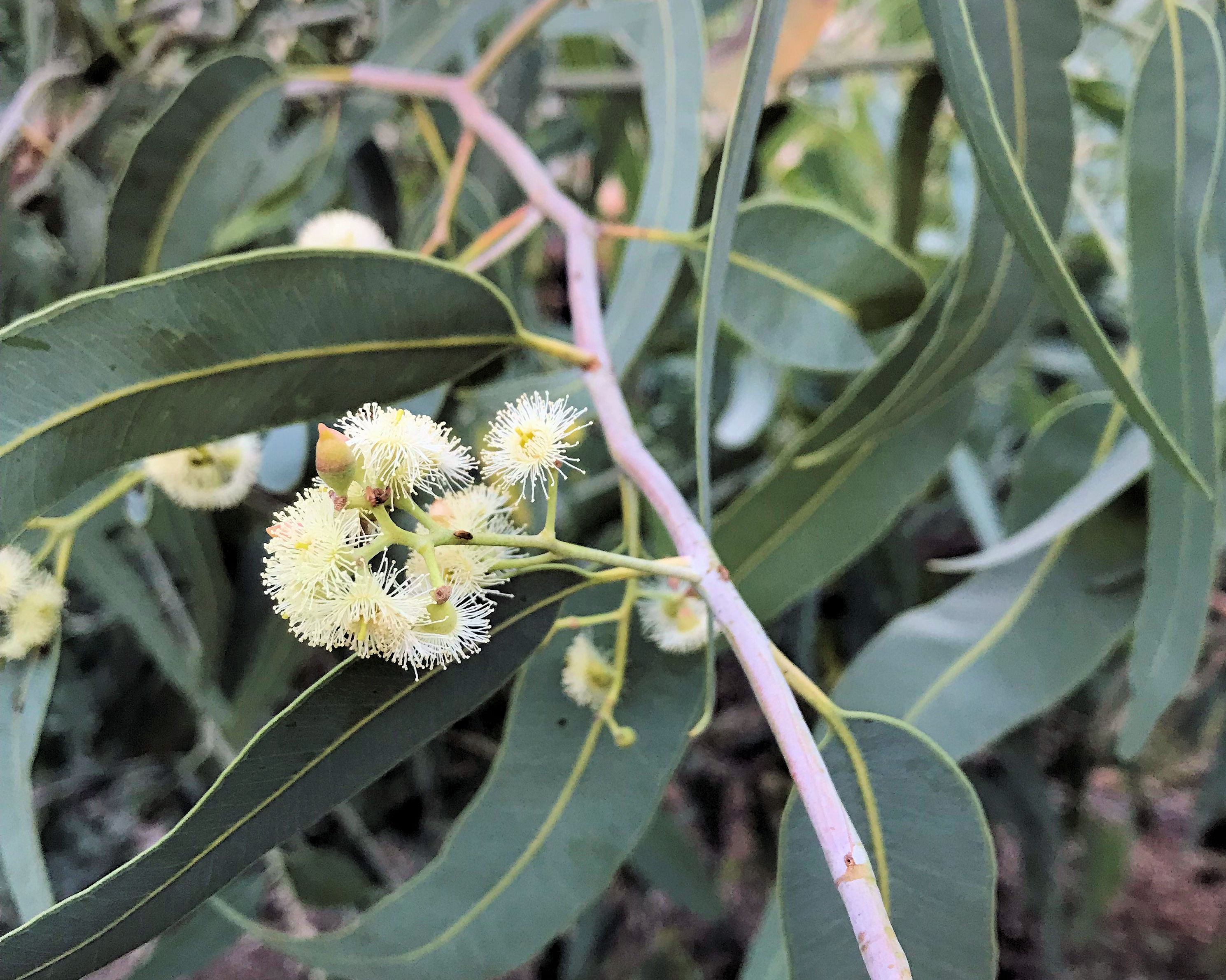 Eucalyptus victrix