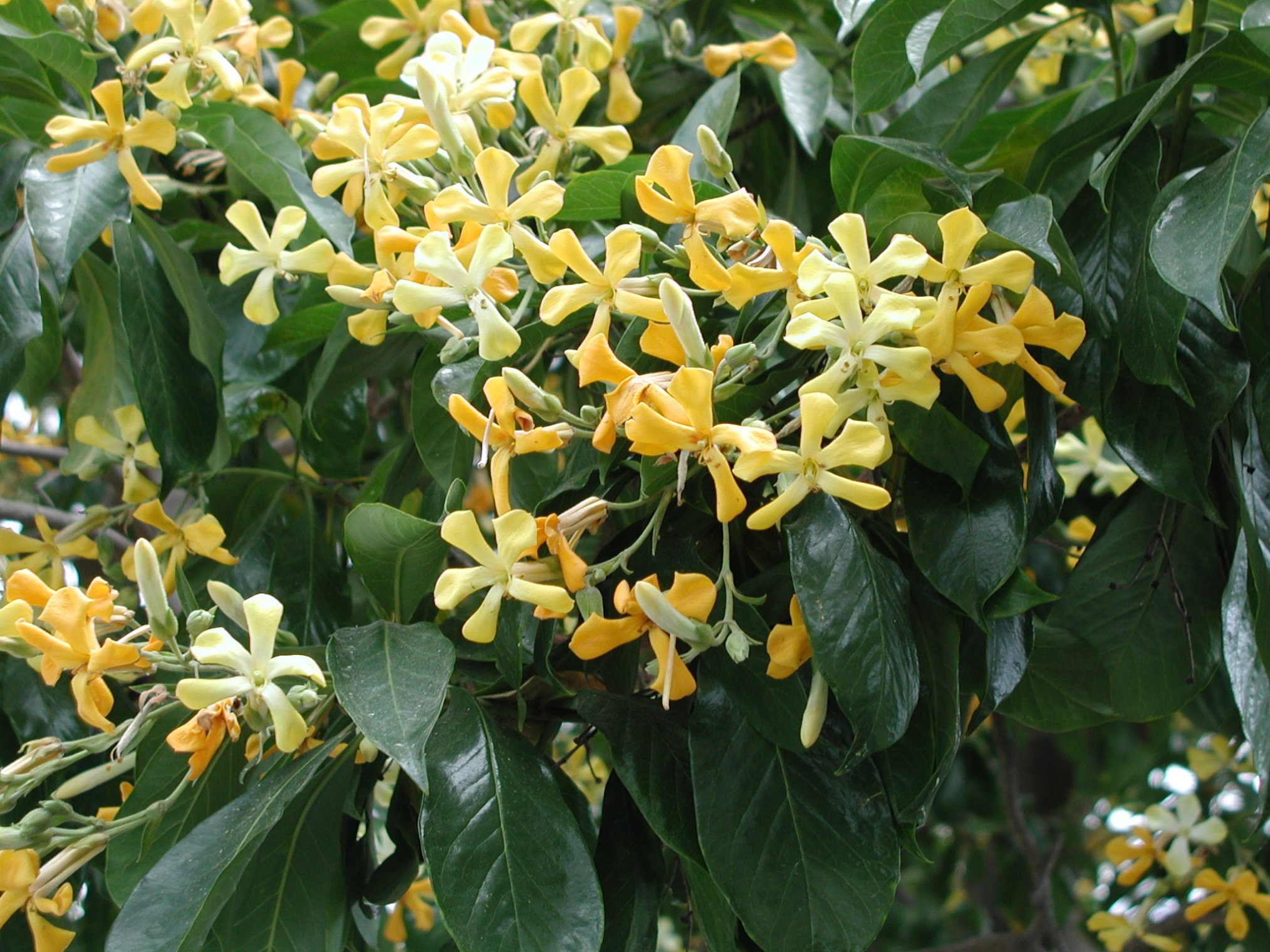 Hymenosporum flavum