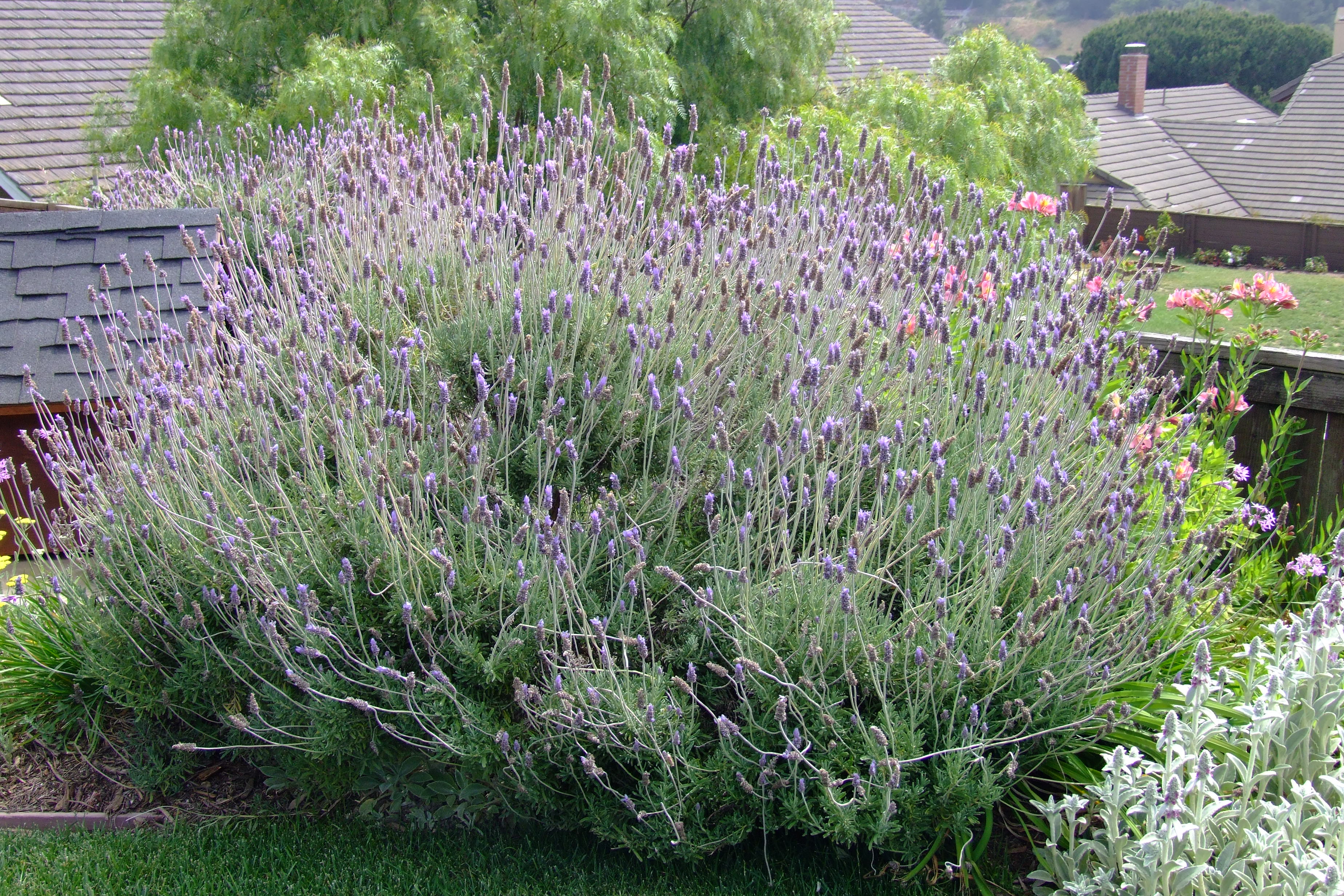 Lavandula X heterophylla