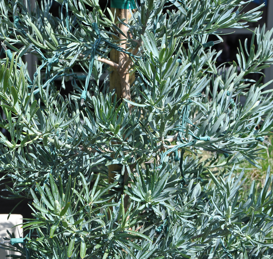 Podocarpus elongatus 'Monmal'