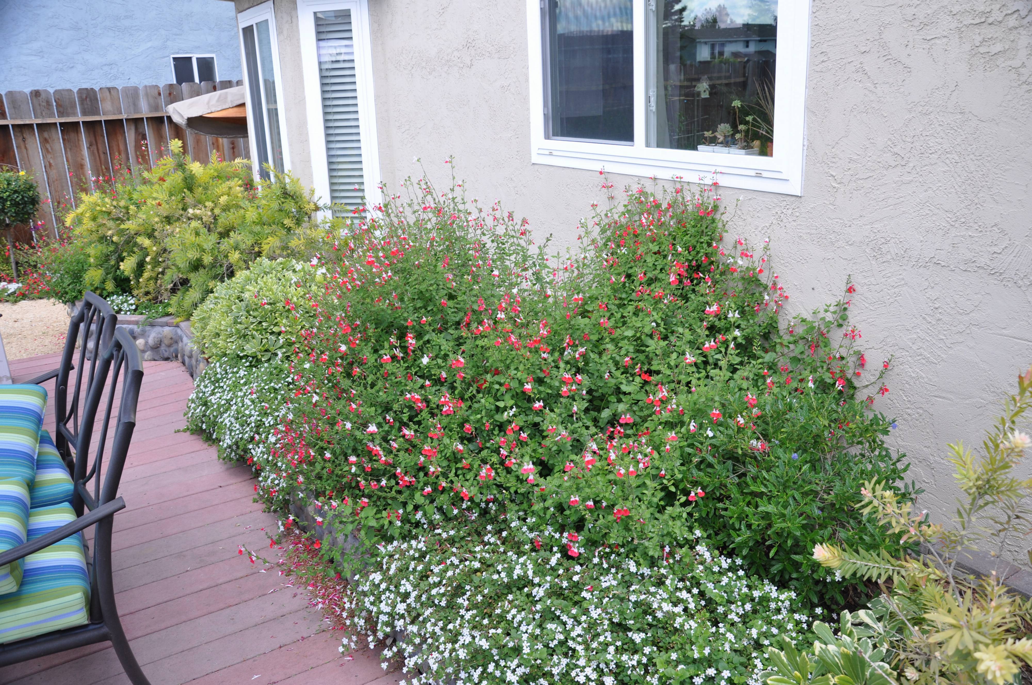 Salvia �Hot Lips�