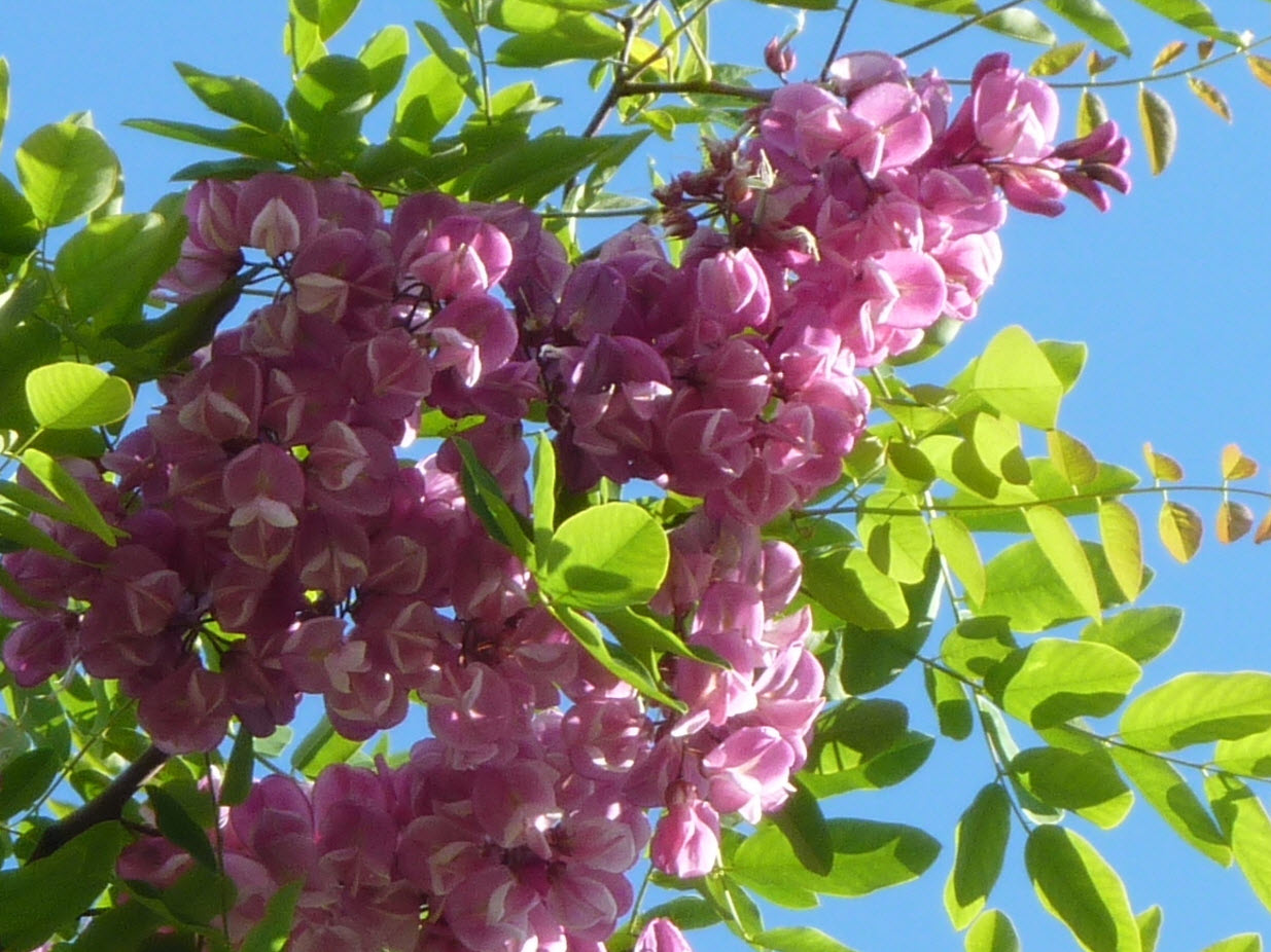 Robinia X ambigua 'Purple Robe'