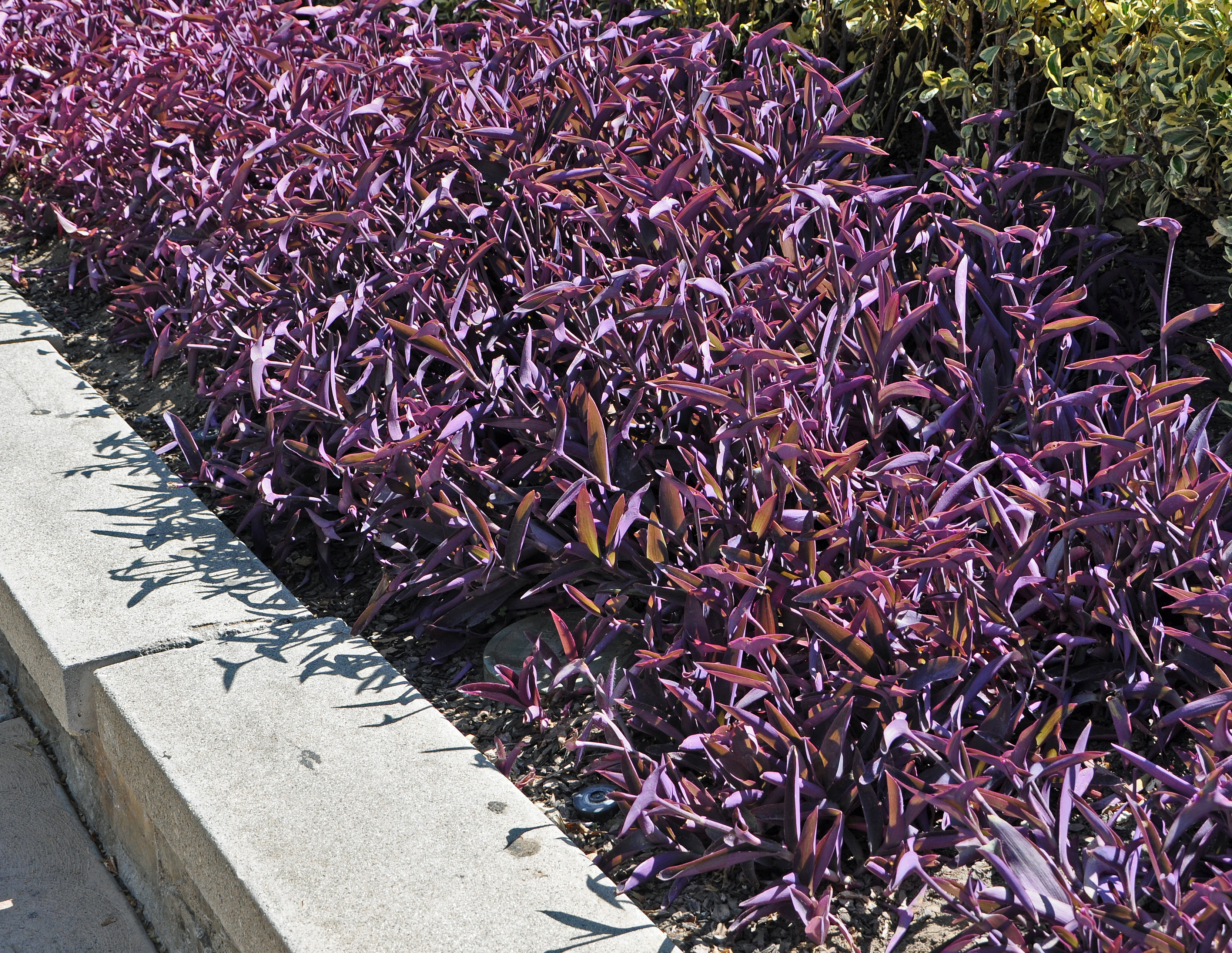 Tradescantia pallida �Purpurea�