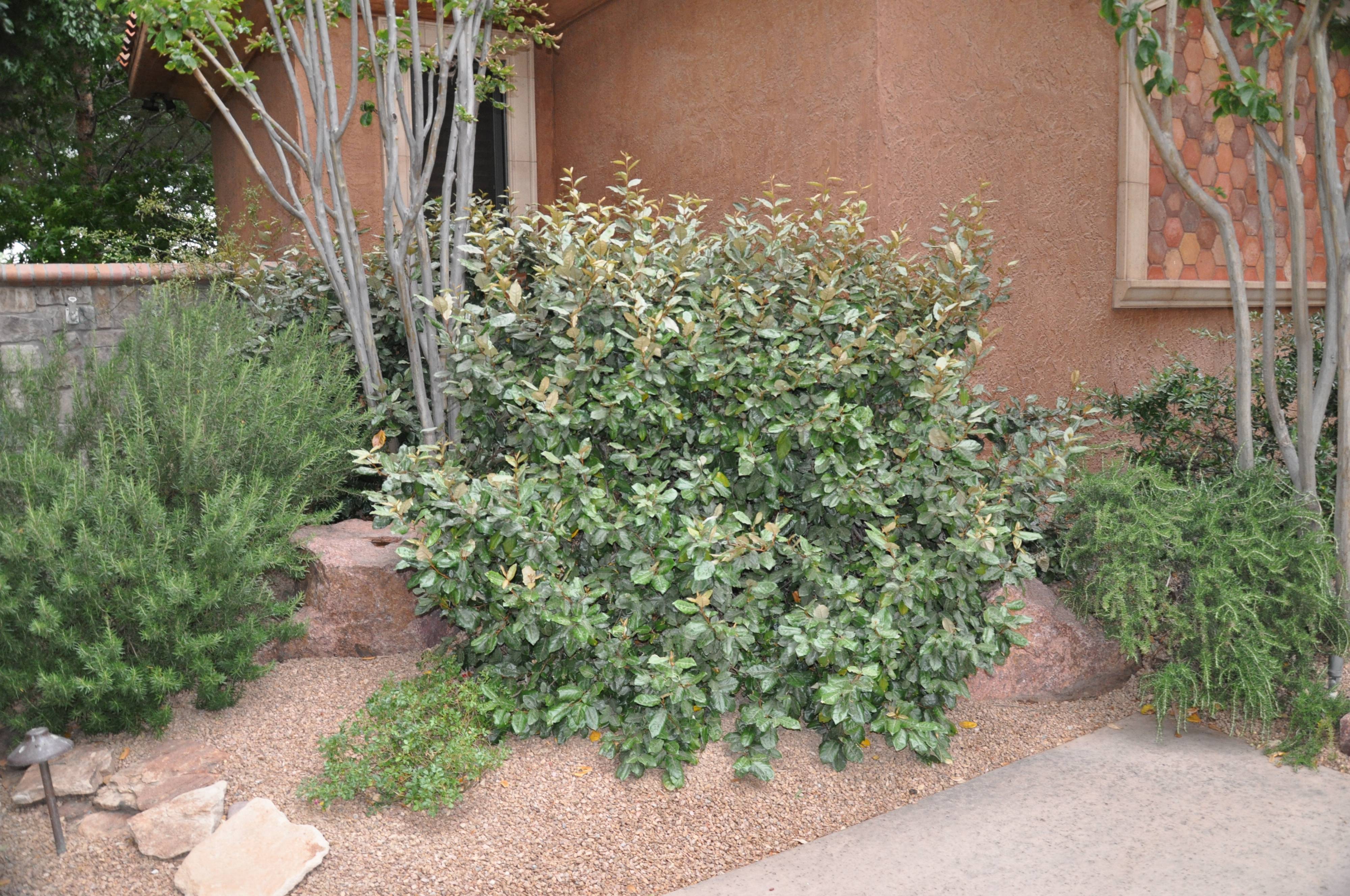 Elaeagnus pungens