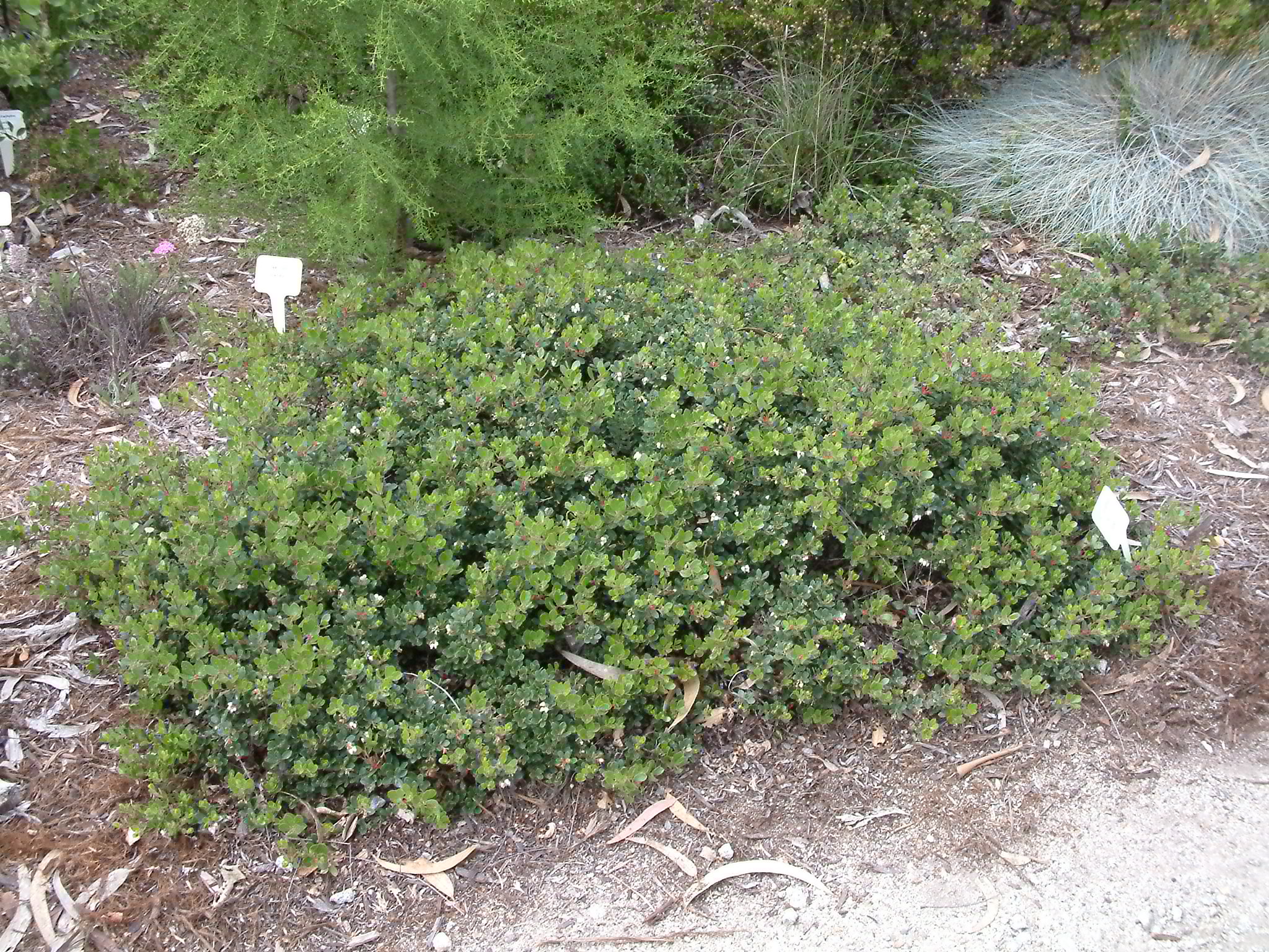 Arctostaphylos uvaursi 'Radiant'