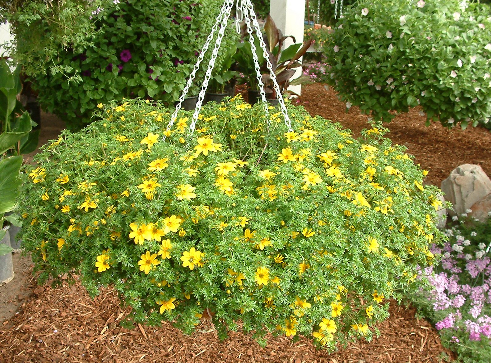 Bidens ferulifolia 'Marietta Gold Spark'