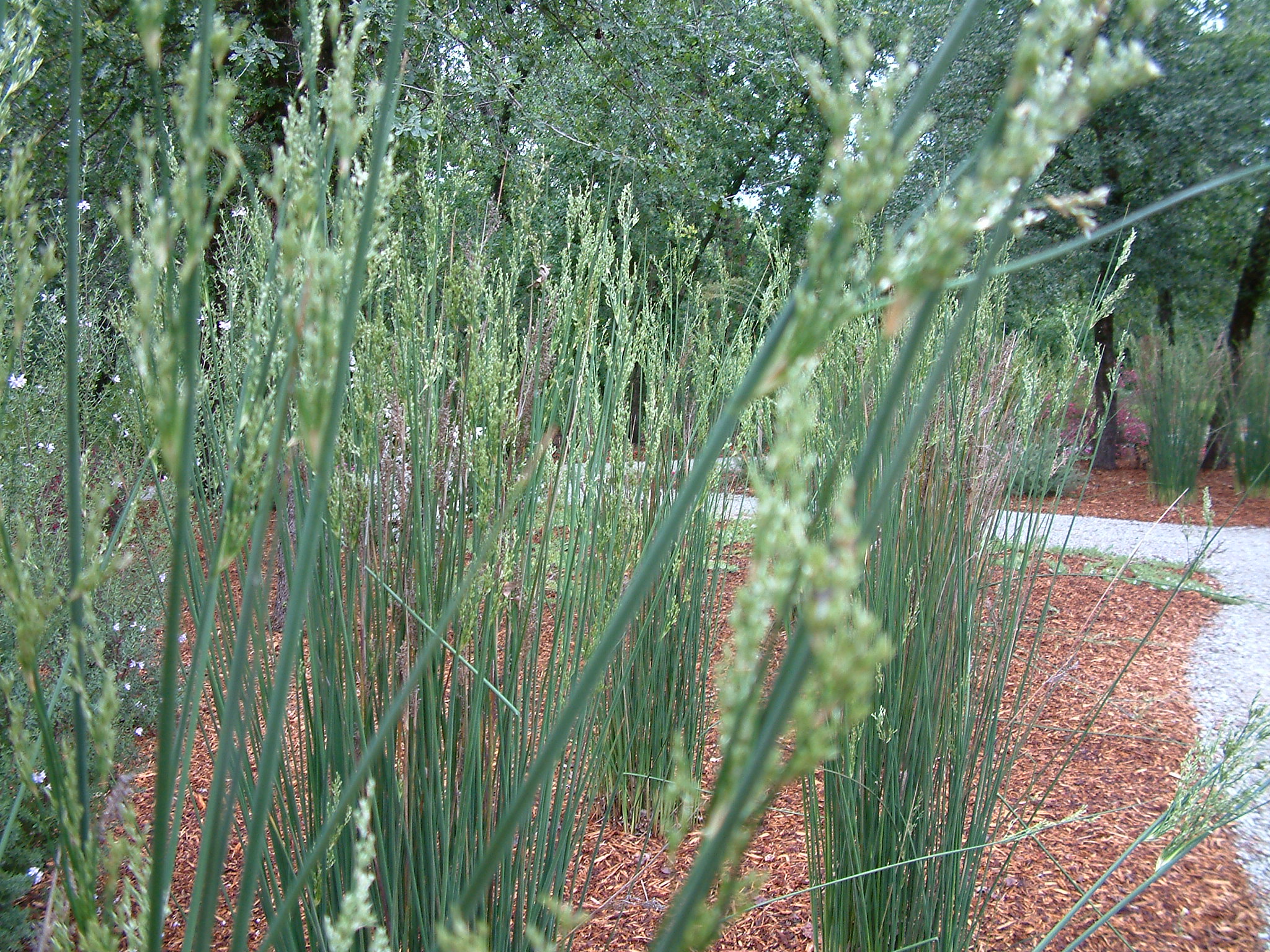 Juncus pallidus