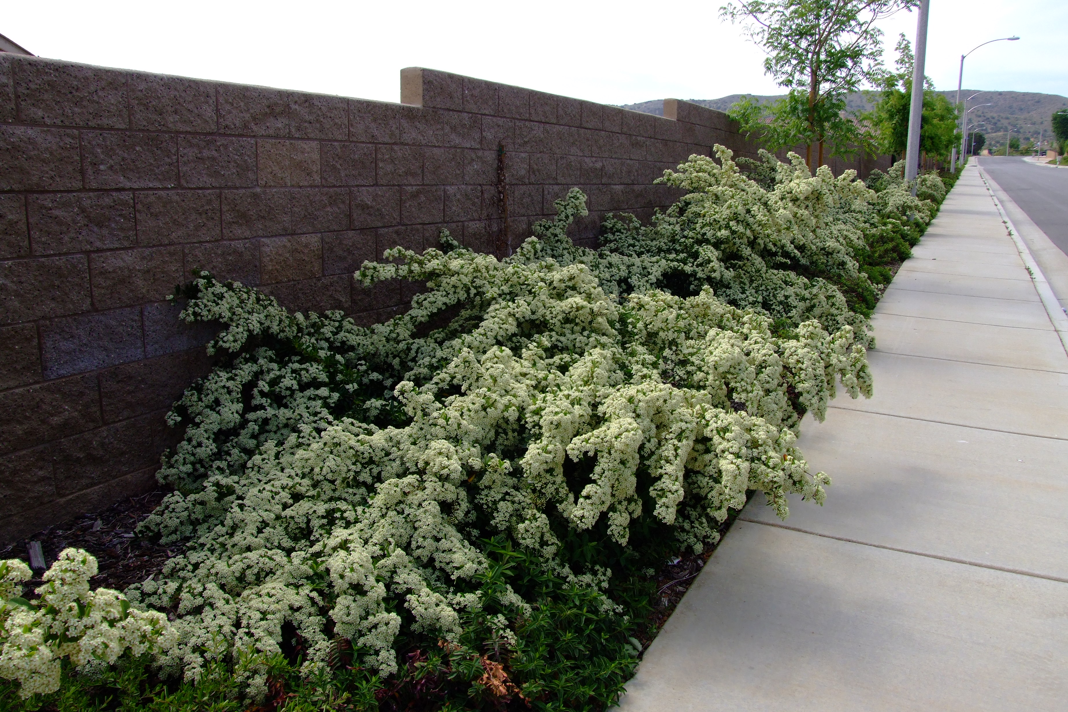 Pyracantha coccinea 'Lowboy'