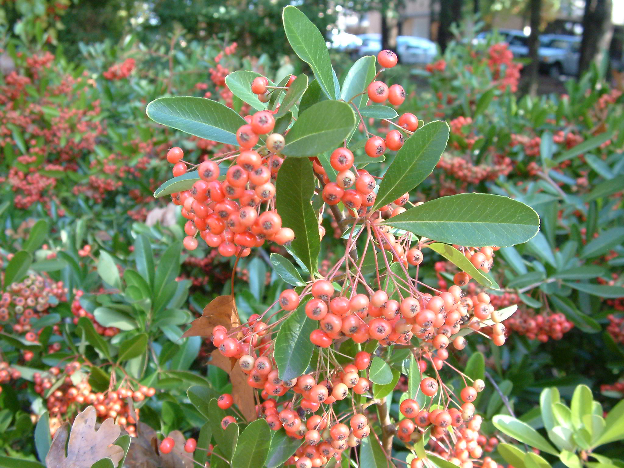 Pyracantha coccinea 'Lowboy'