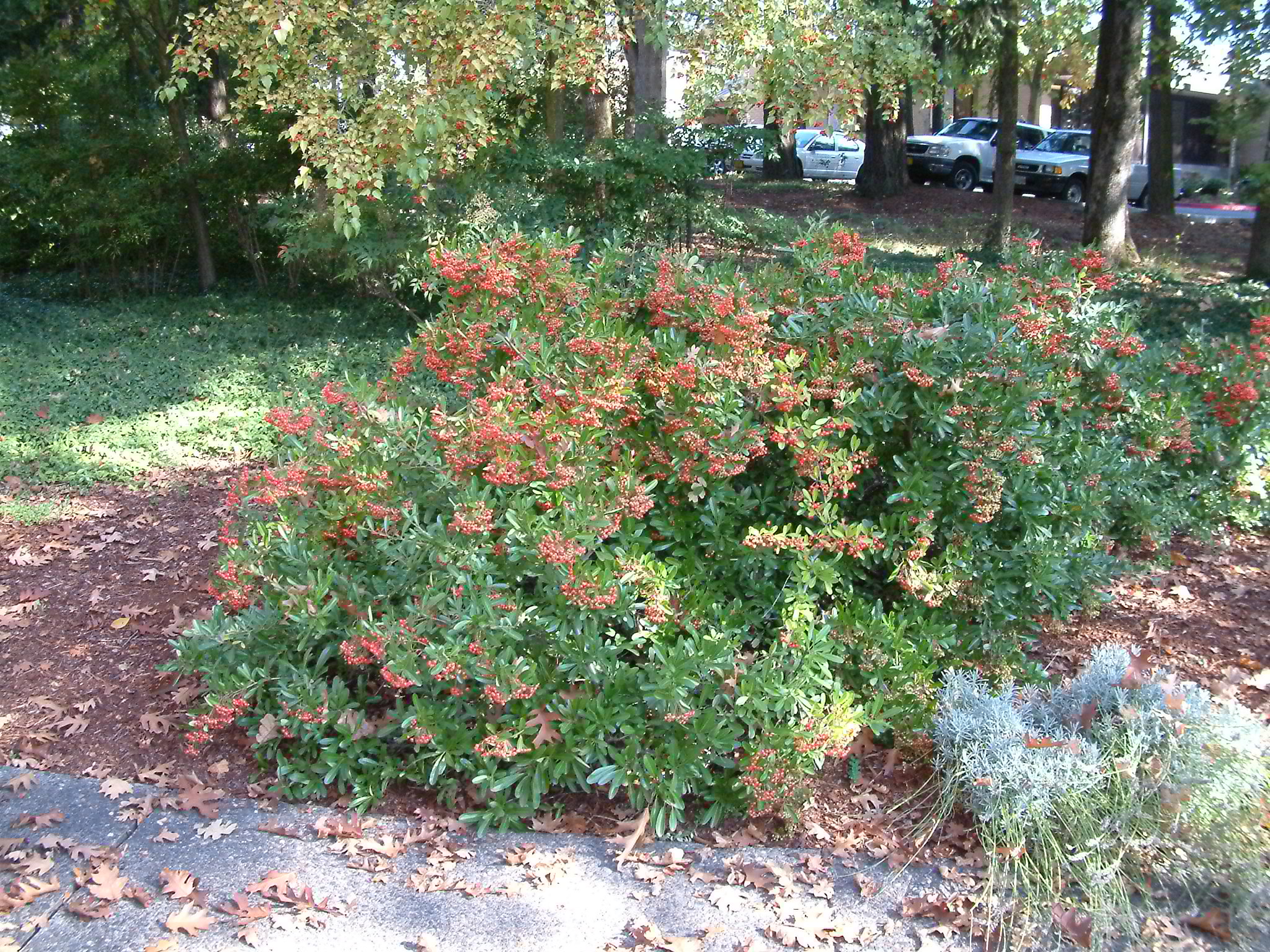 Pyracantha coccinea 'Lowboy'