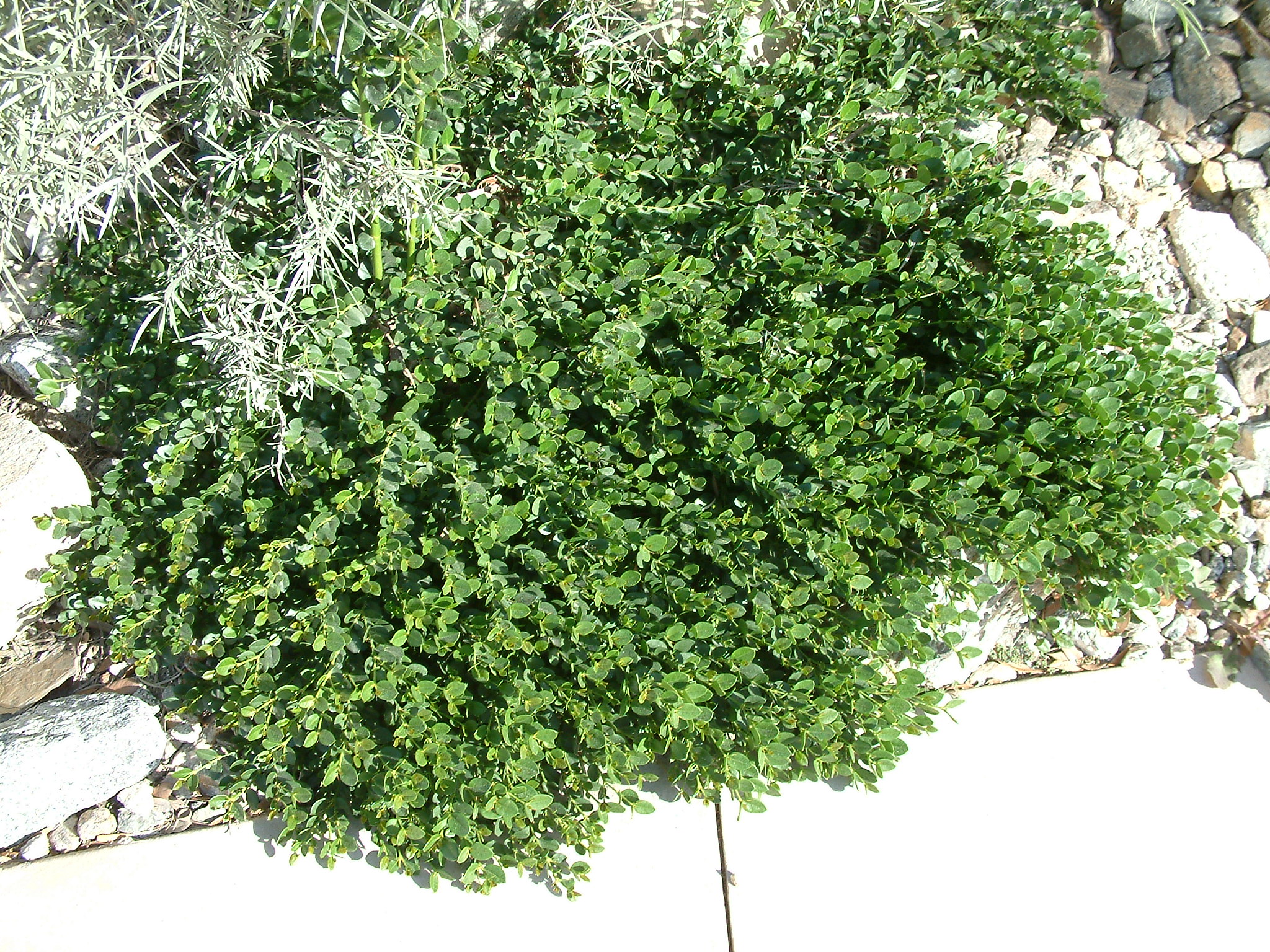 Carissa macrocarpa 'Green Carpet'