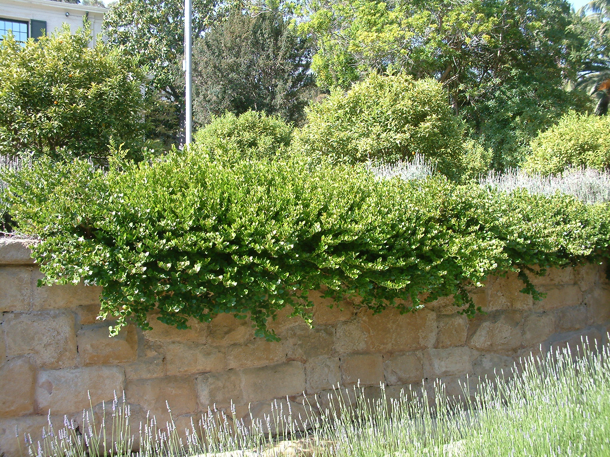 Carissa macrocarpa 'Green Carpet'
