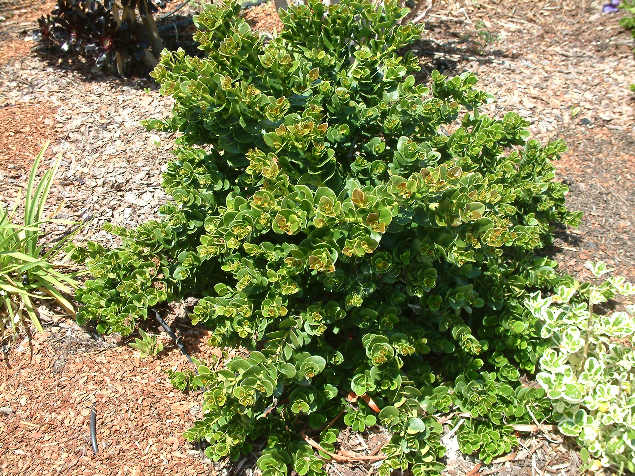 Carissa macrocarpa 'Green Carpet'