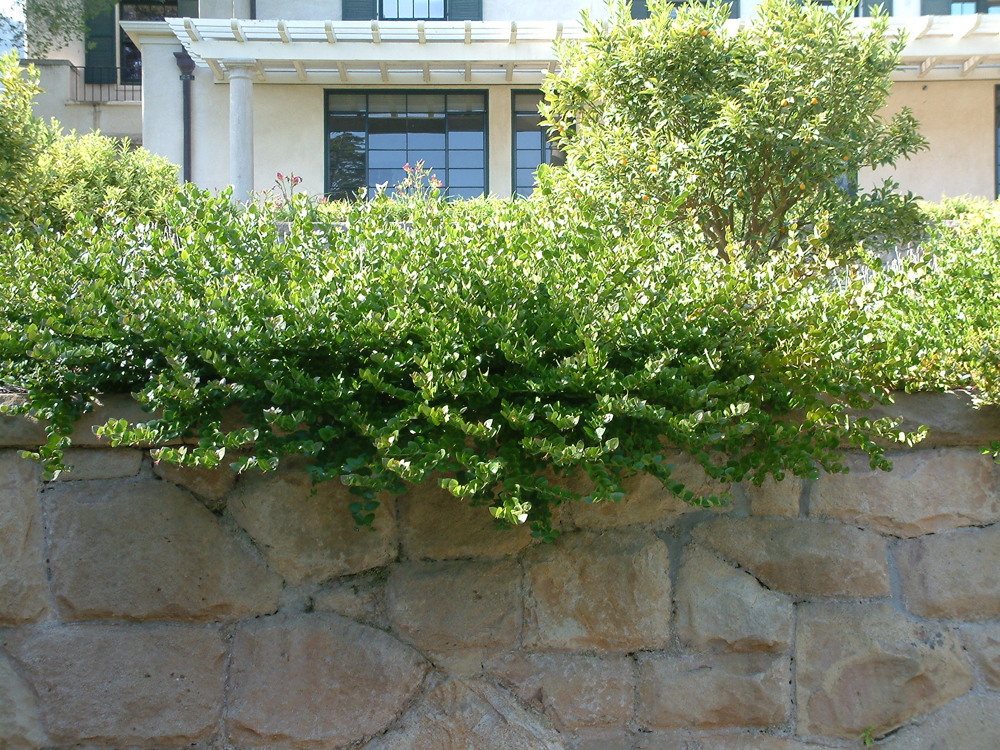 Carissa macrocarpa 'Green Carpet'