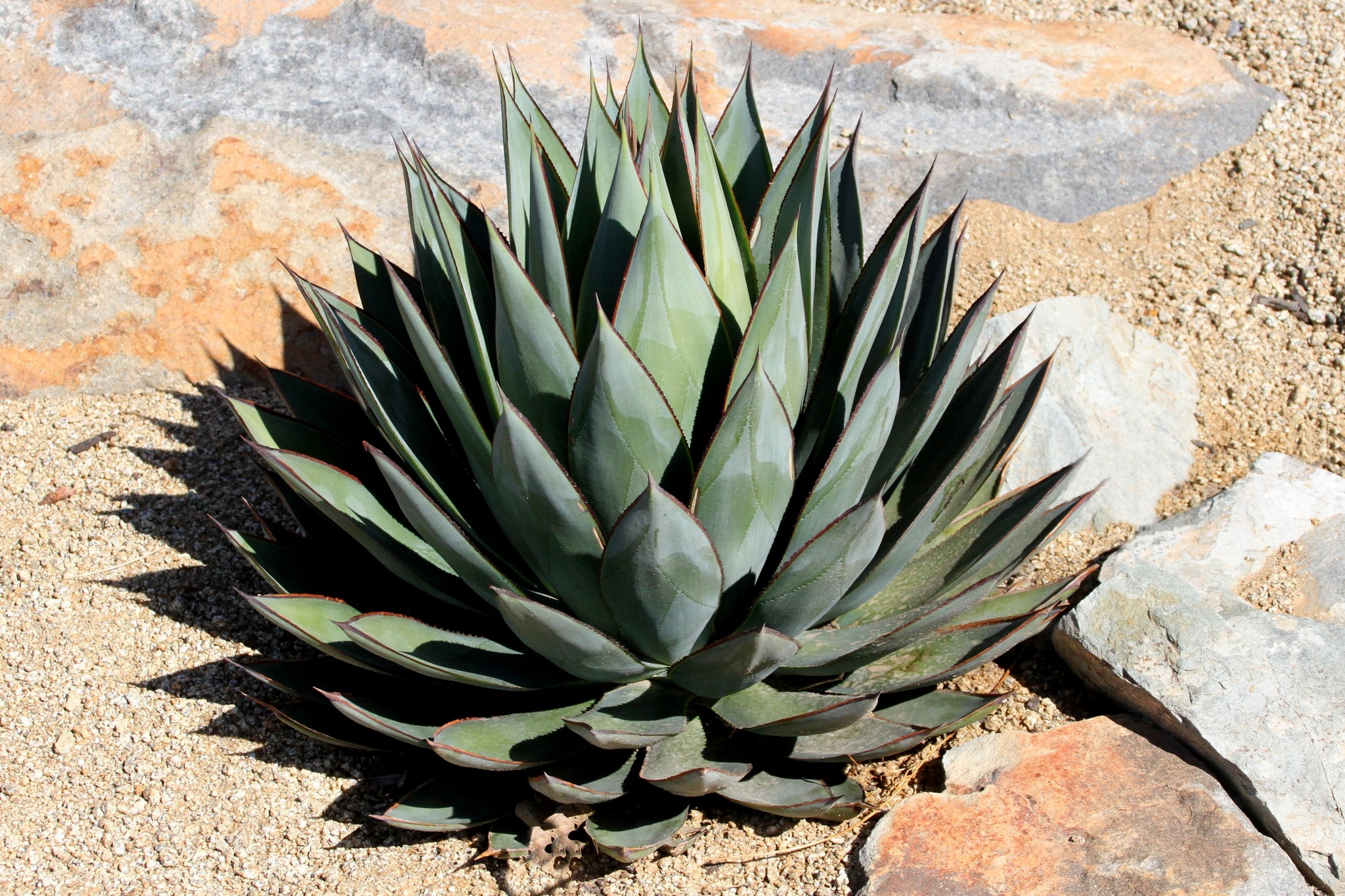 Agave 'Blue Glow'