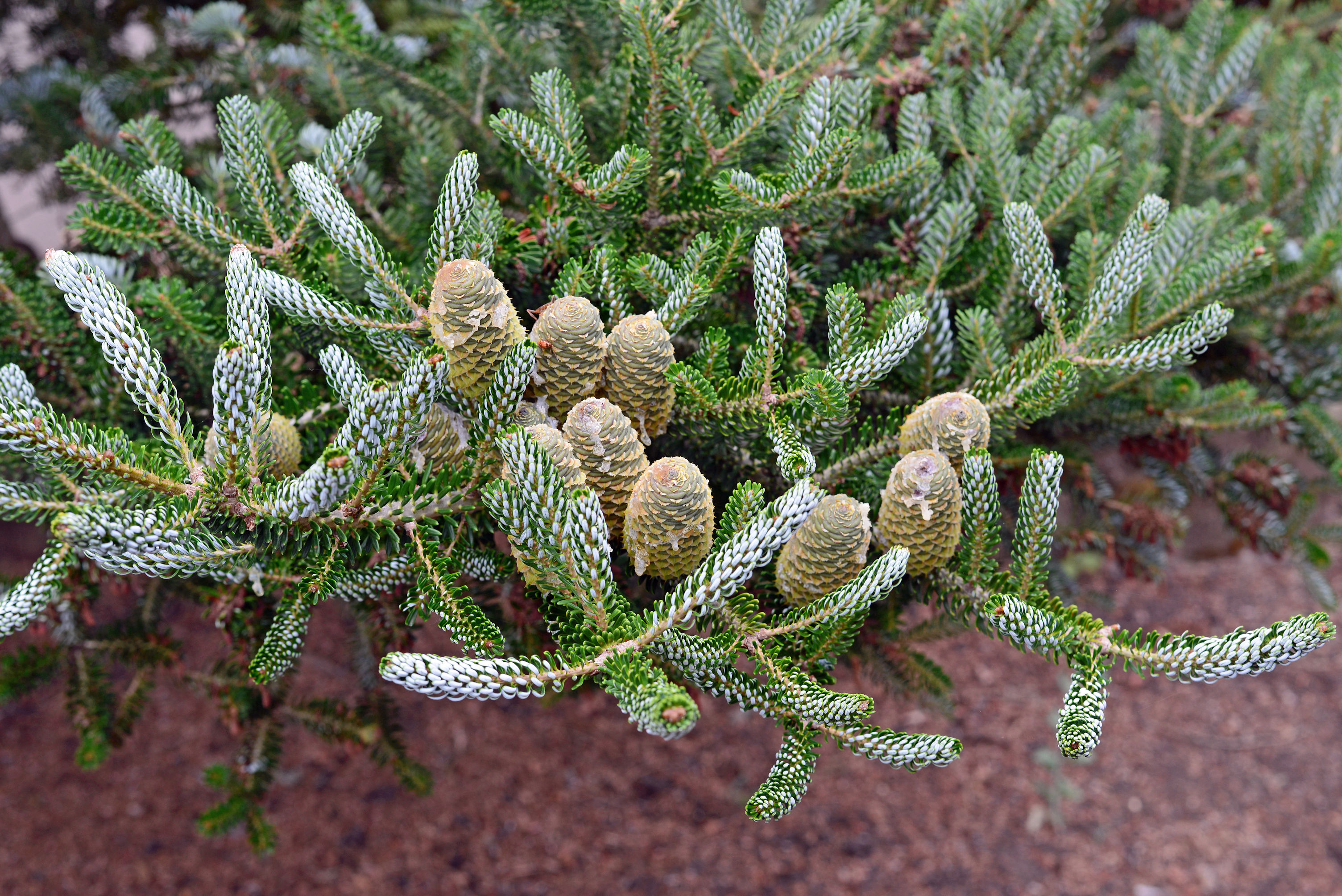 Abies koreana 'Horstmann's Silberlocke'