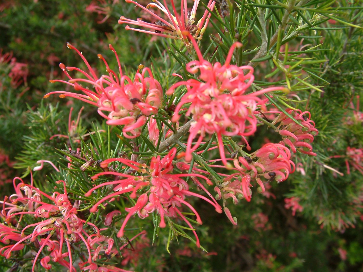 Grevillea �Noellii�