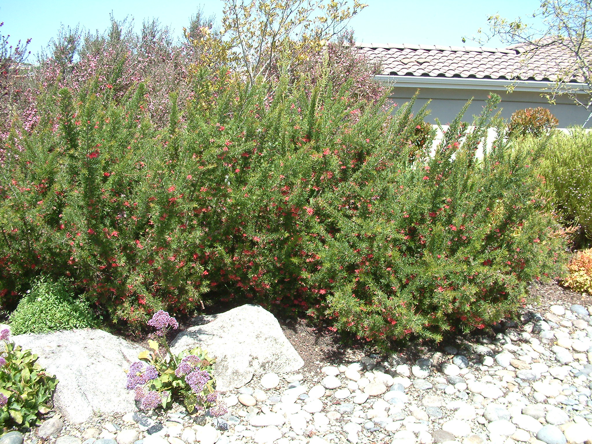 Grevillea 'Noellii'
