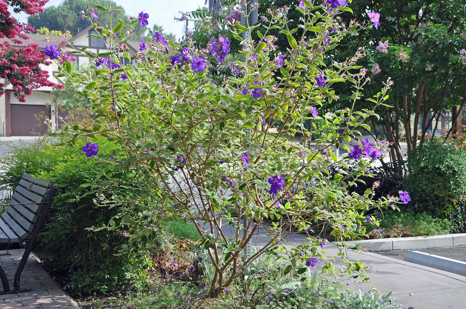 Tibouchina urvilleana