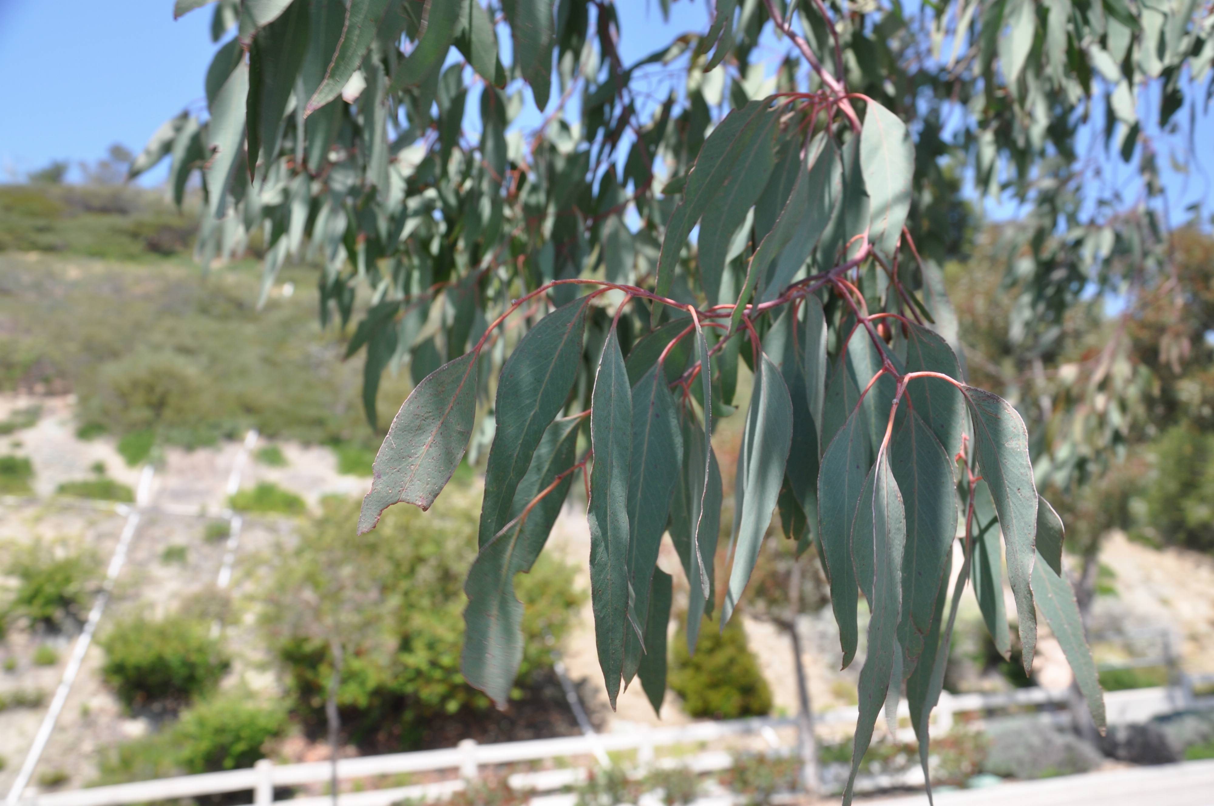 Eucalyptus camaldulensis