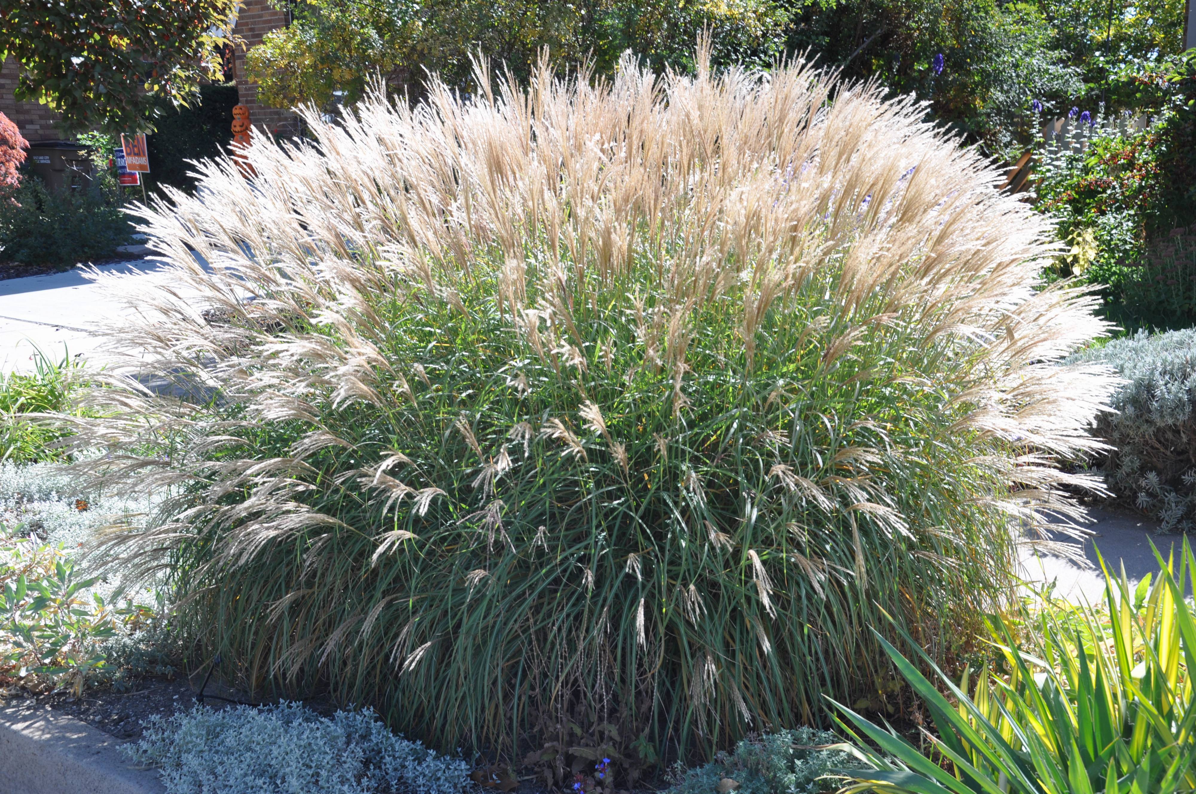Miscanthus sinensis