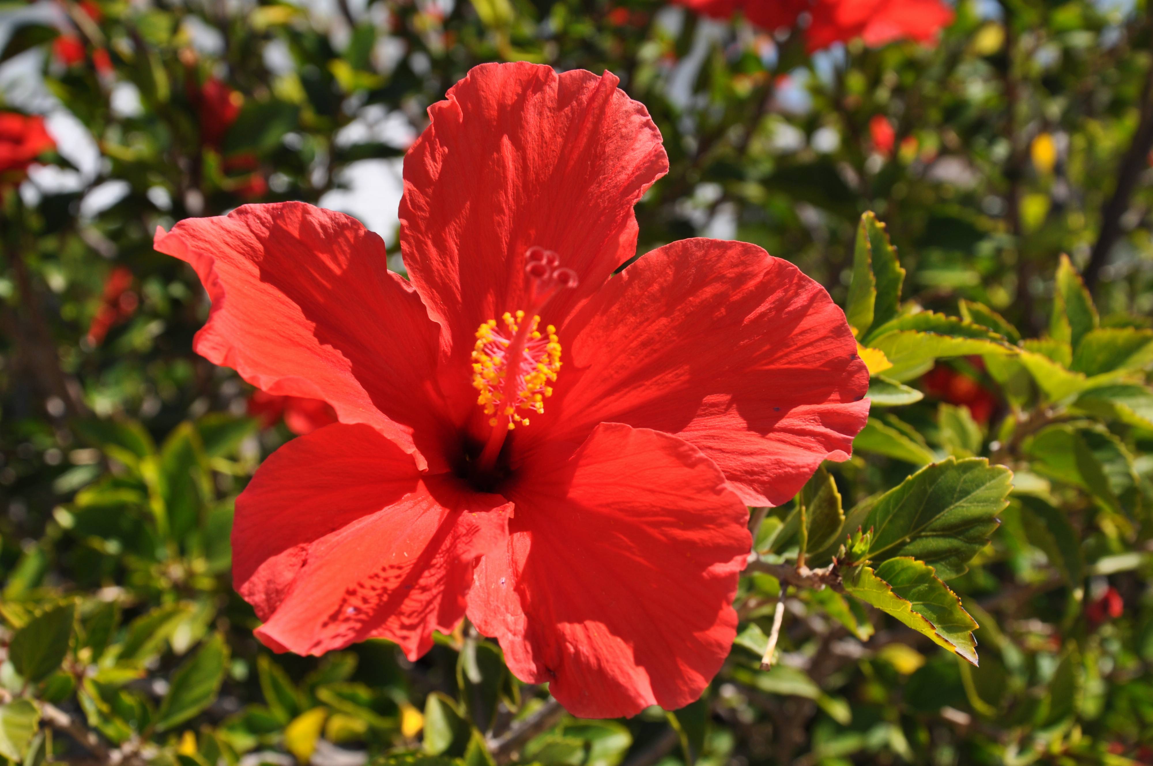 Hibiscus rosa-sinensis