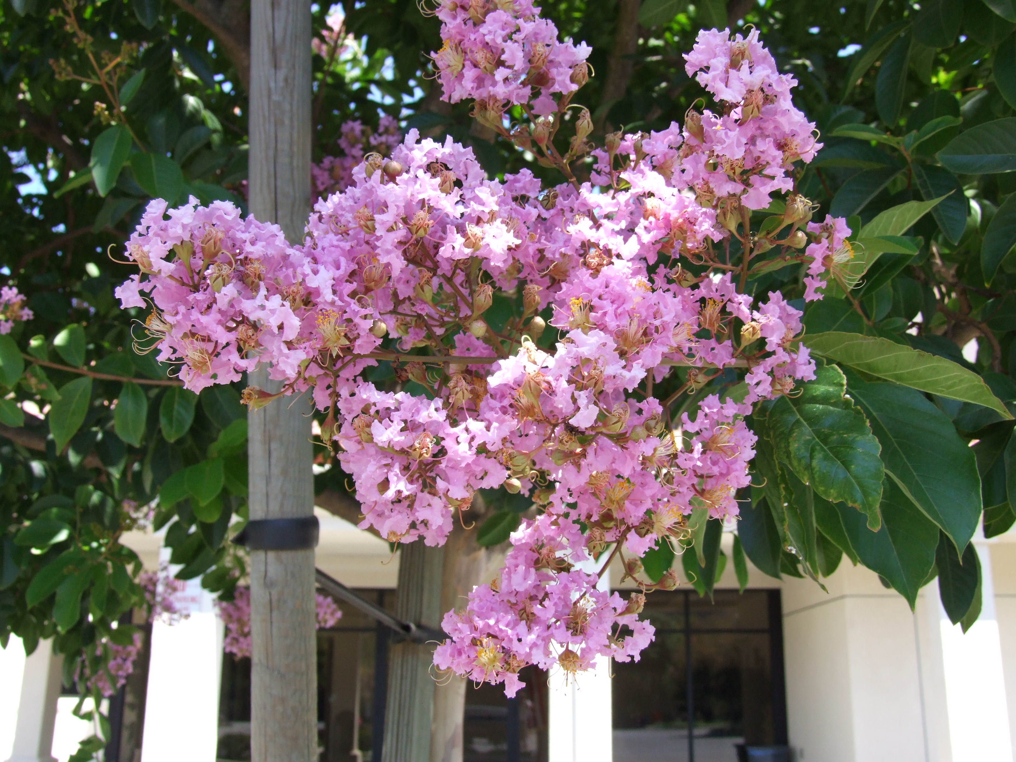 lagerstroemia indica cvs