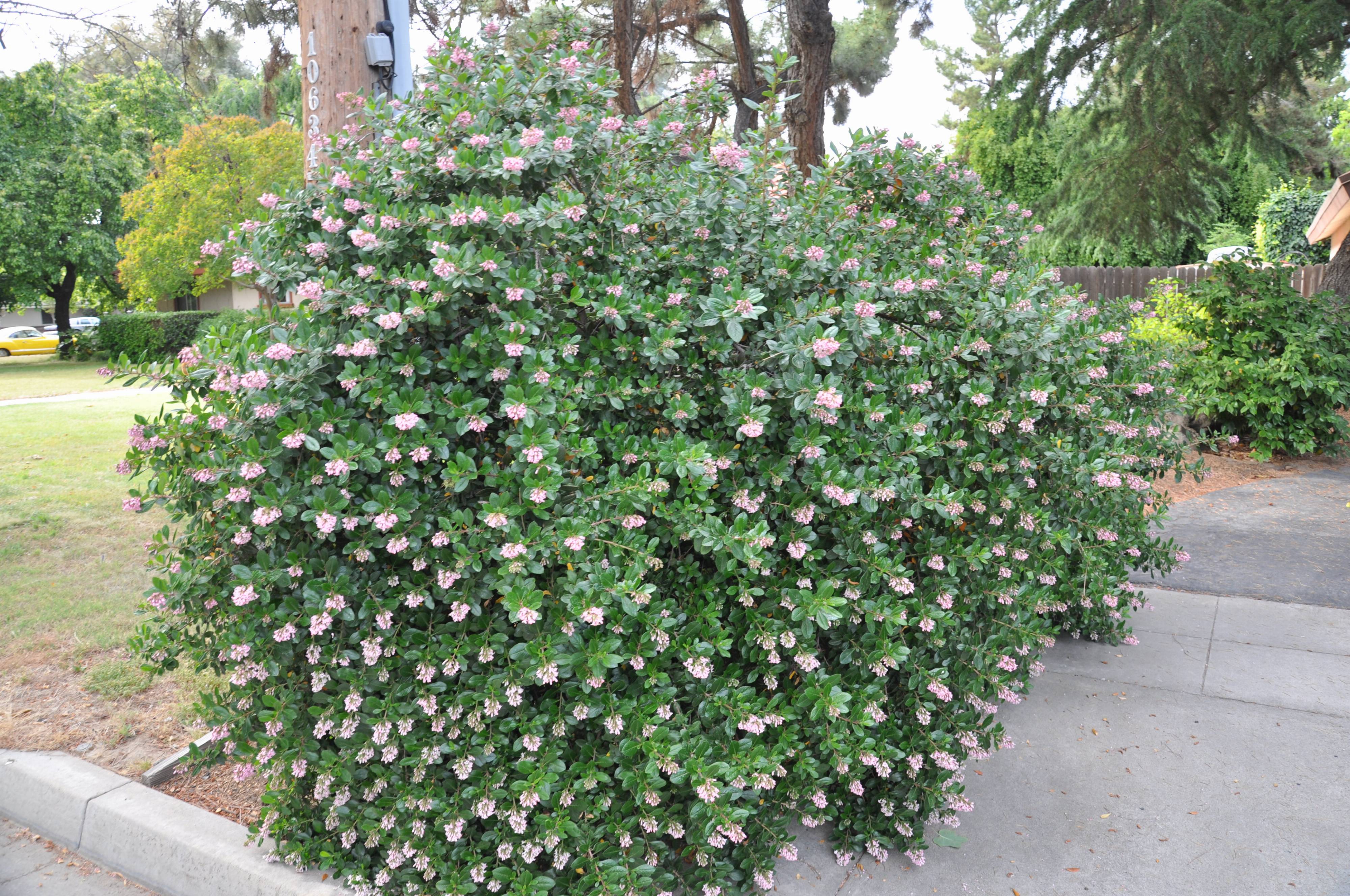 Escallonia x exoniensis