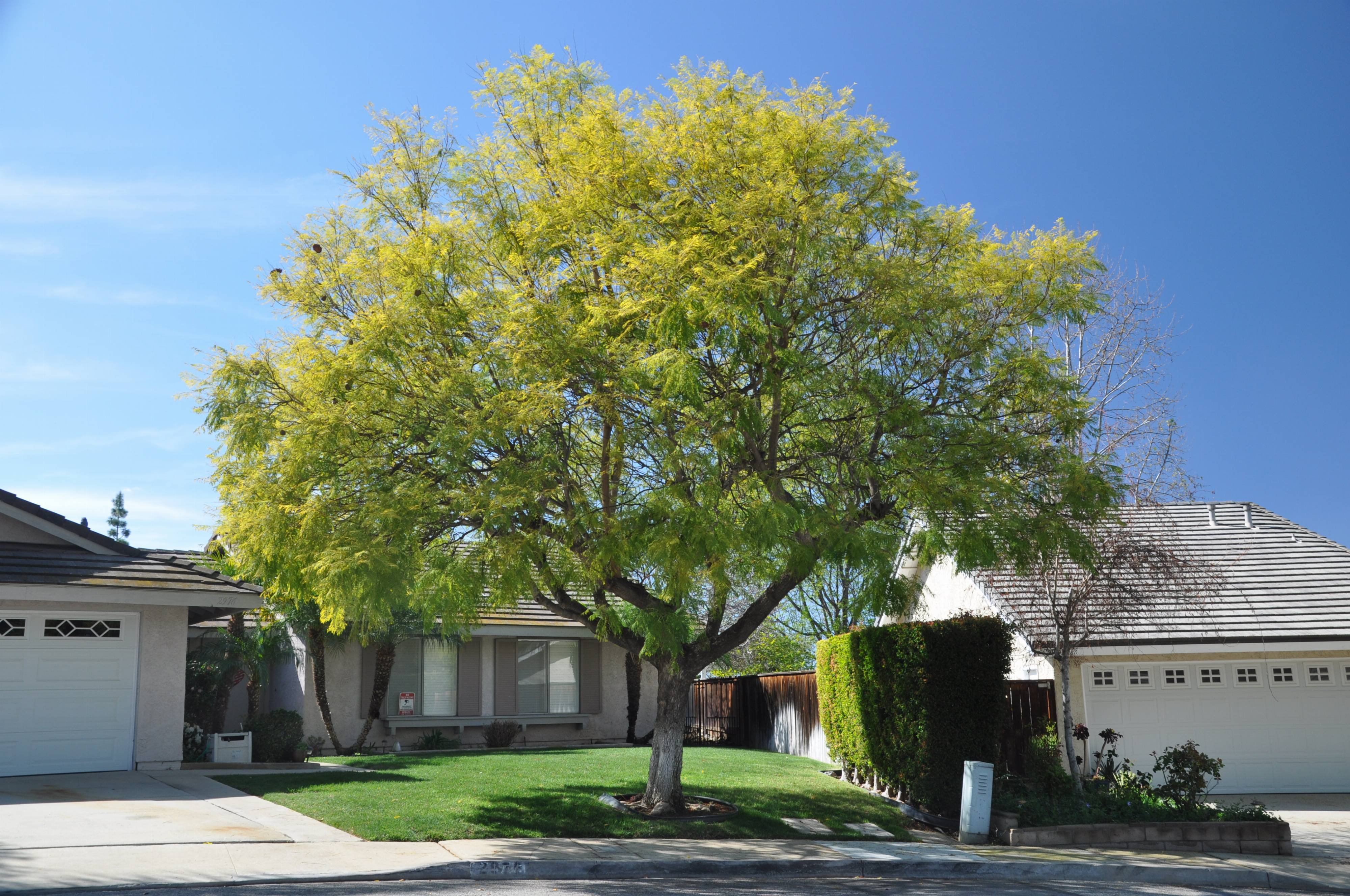 Jacaranda mimosifolia