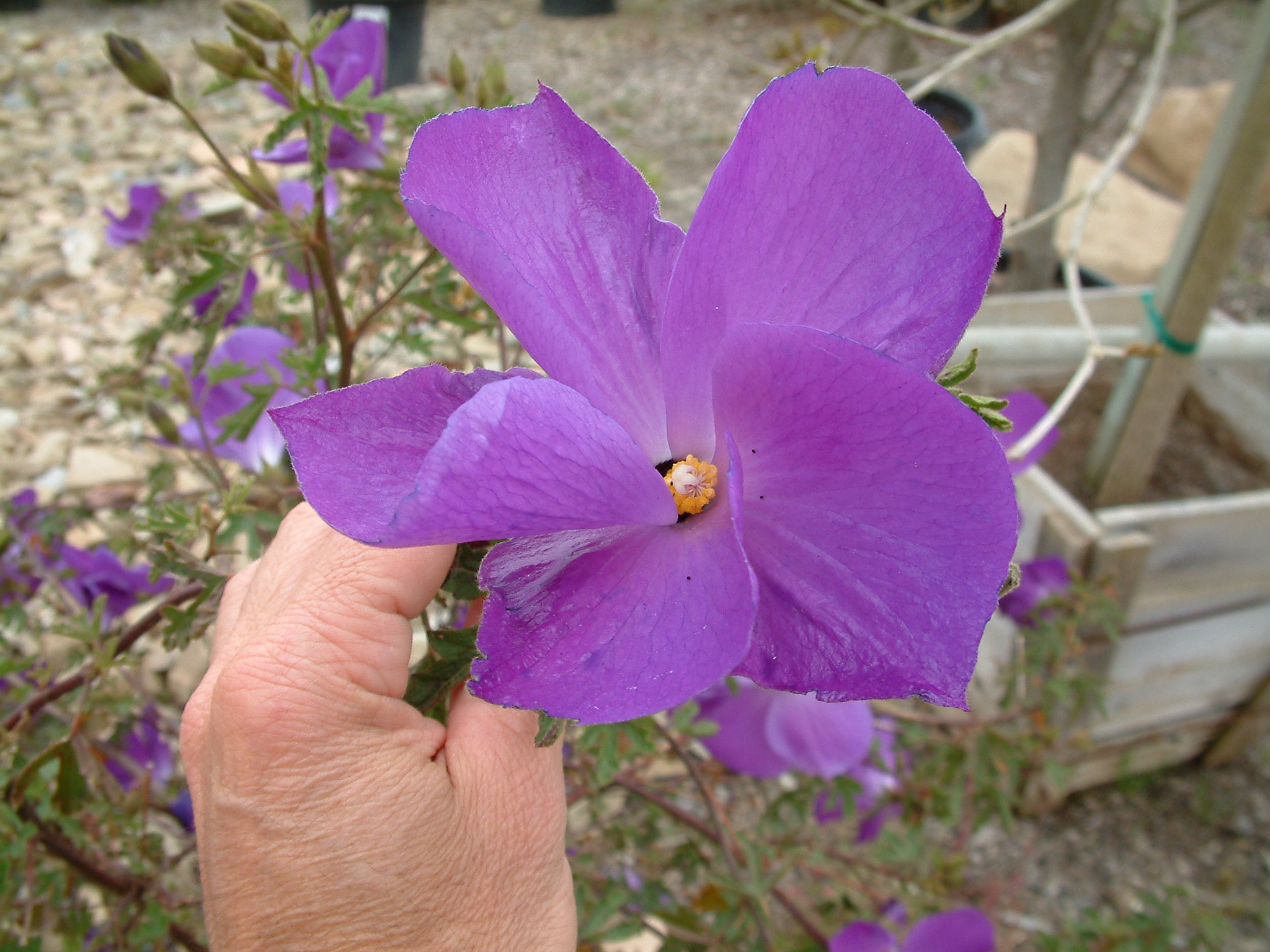 Alyogyne huegelii 'Santa Cruz'