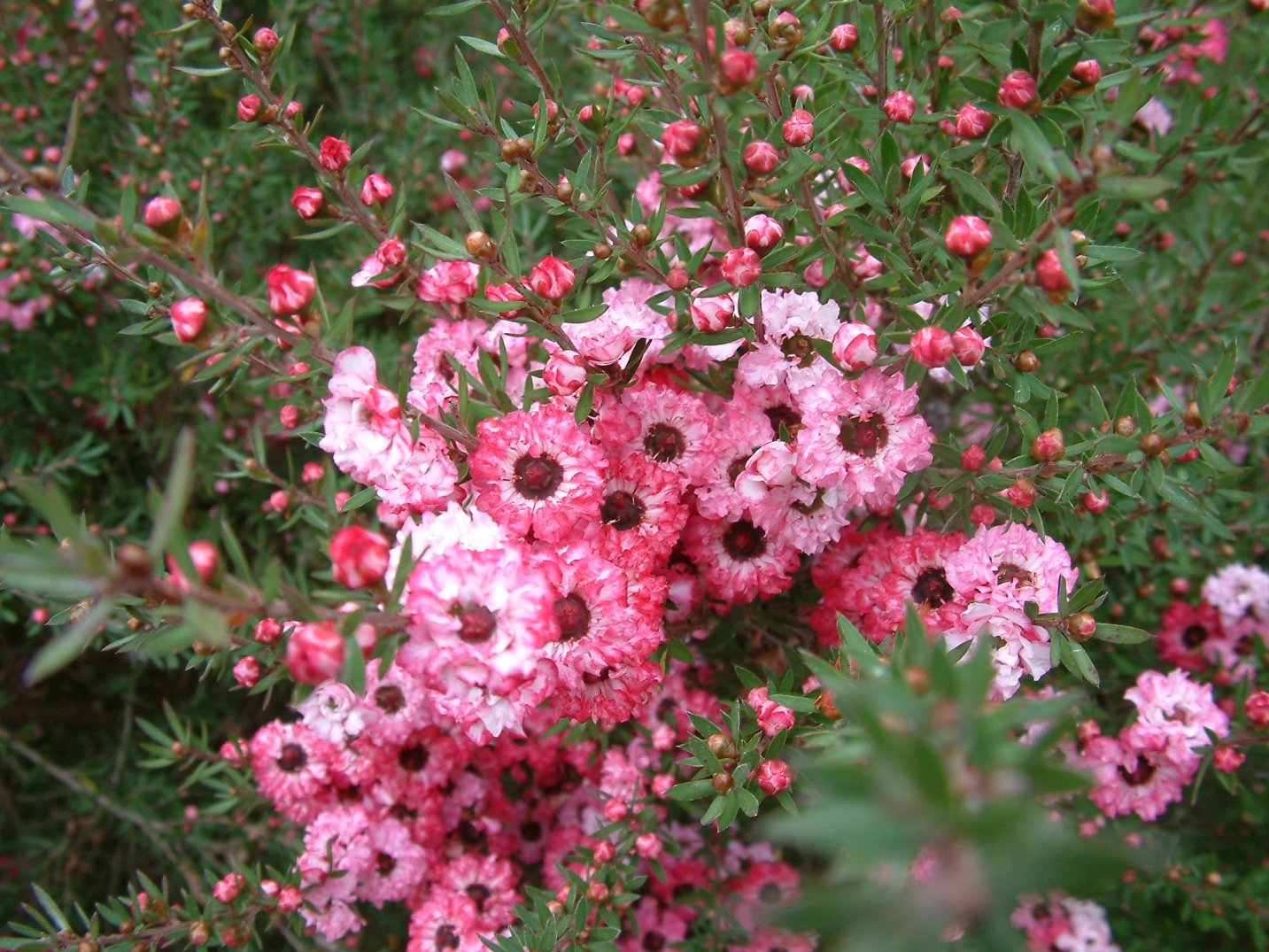 Leptospermum scoparium 'Red Damask'
